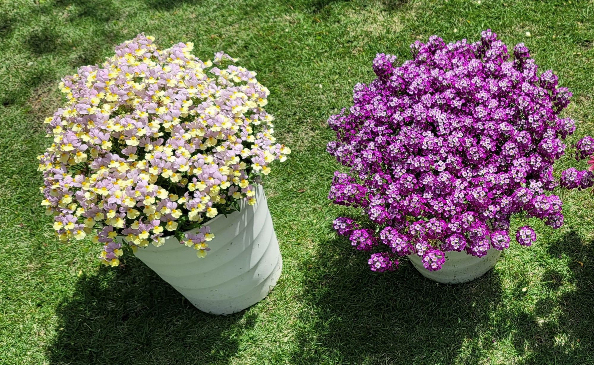 画面左はネメシアアロマンス、右はスーパーアリッサムの紫色