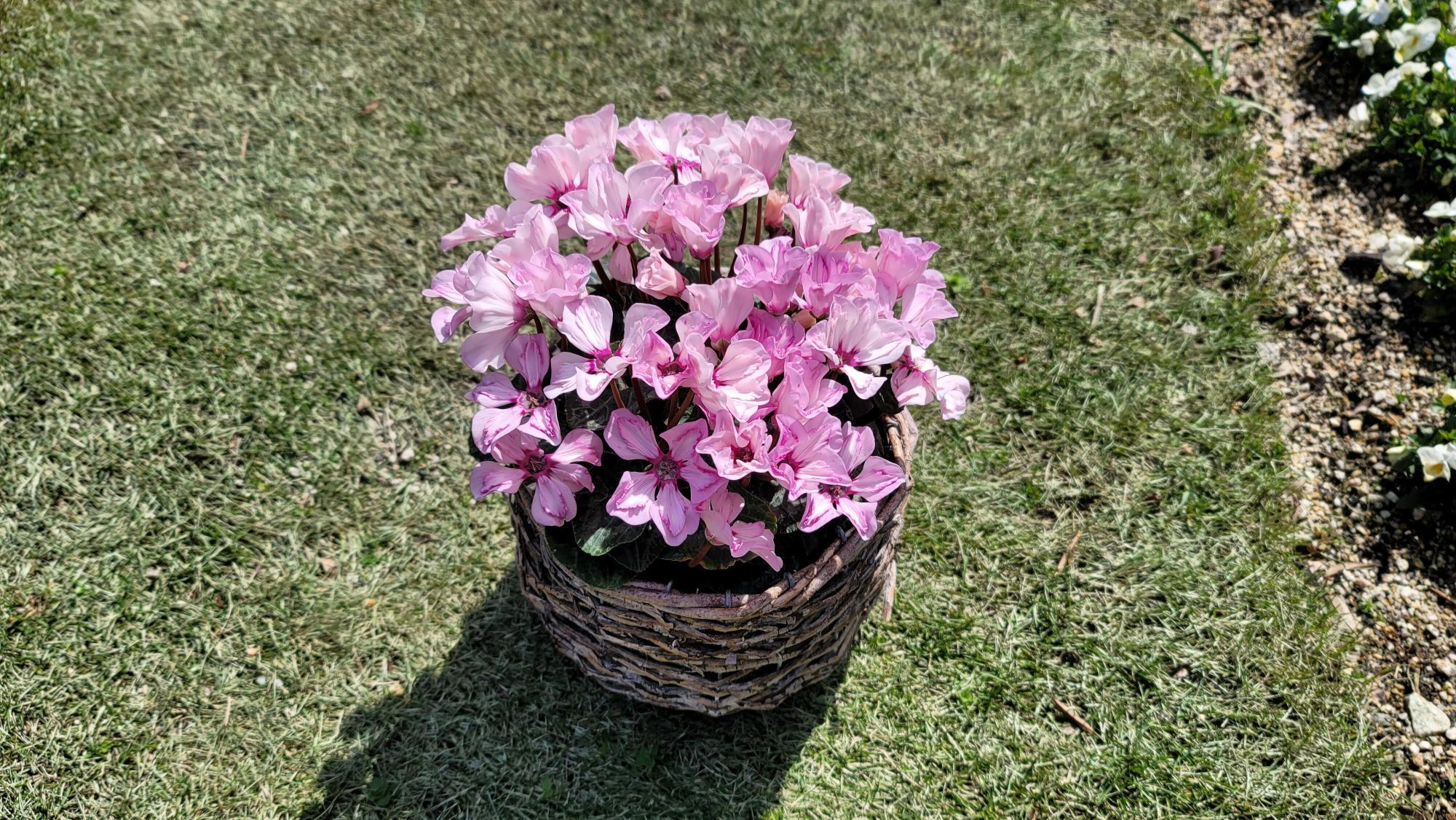 上向きのお花が咲くシクラメンイリュージア