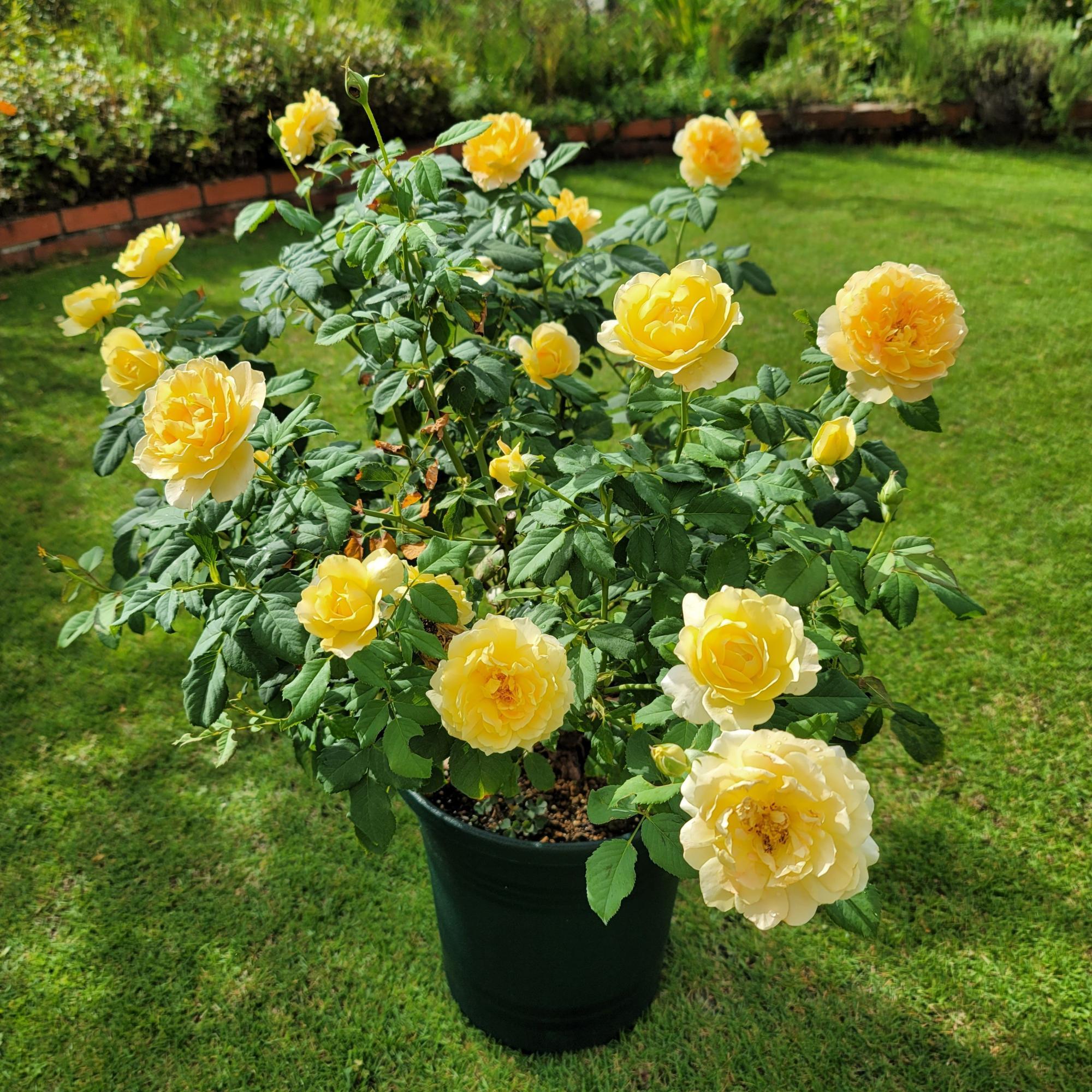 ガーデニング】希少の黄色の薔薇初心者でも簡単に育てられる品種