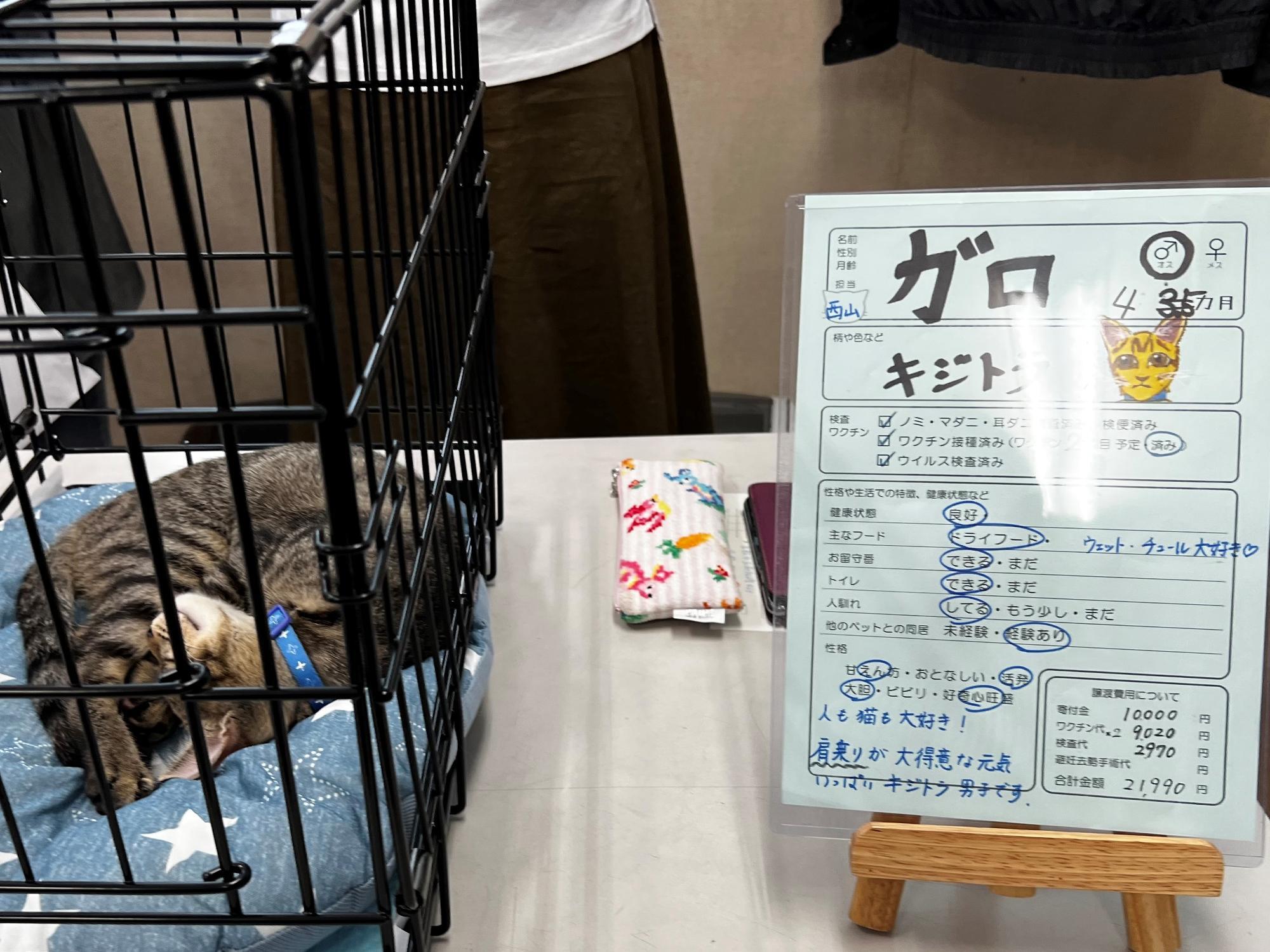 「NPO法人倉敷猫まもりの会」