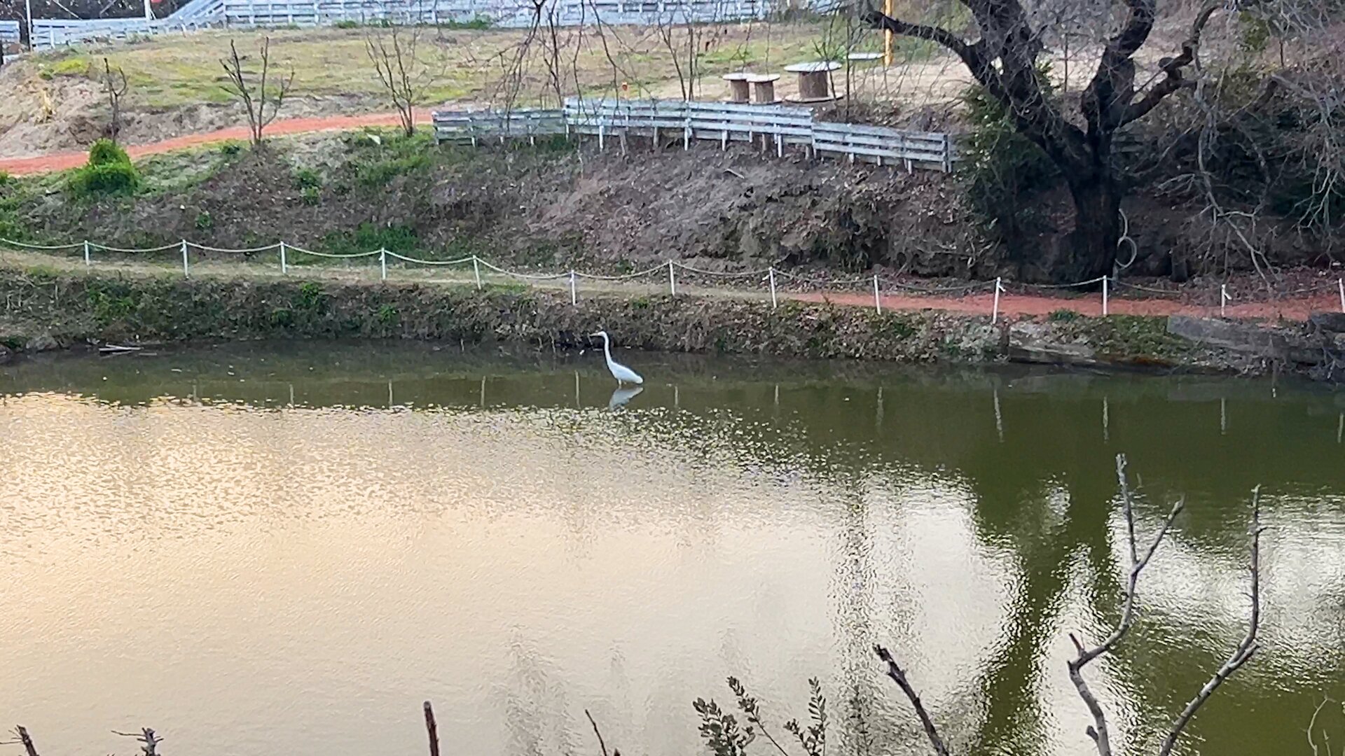 大きな池には野鳥が来たりします。