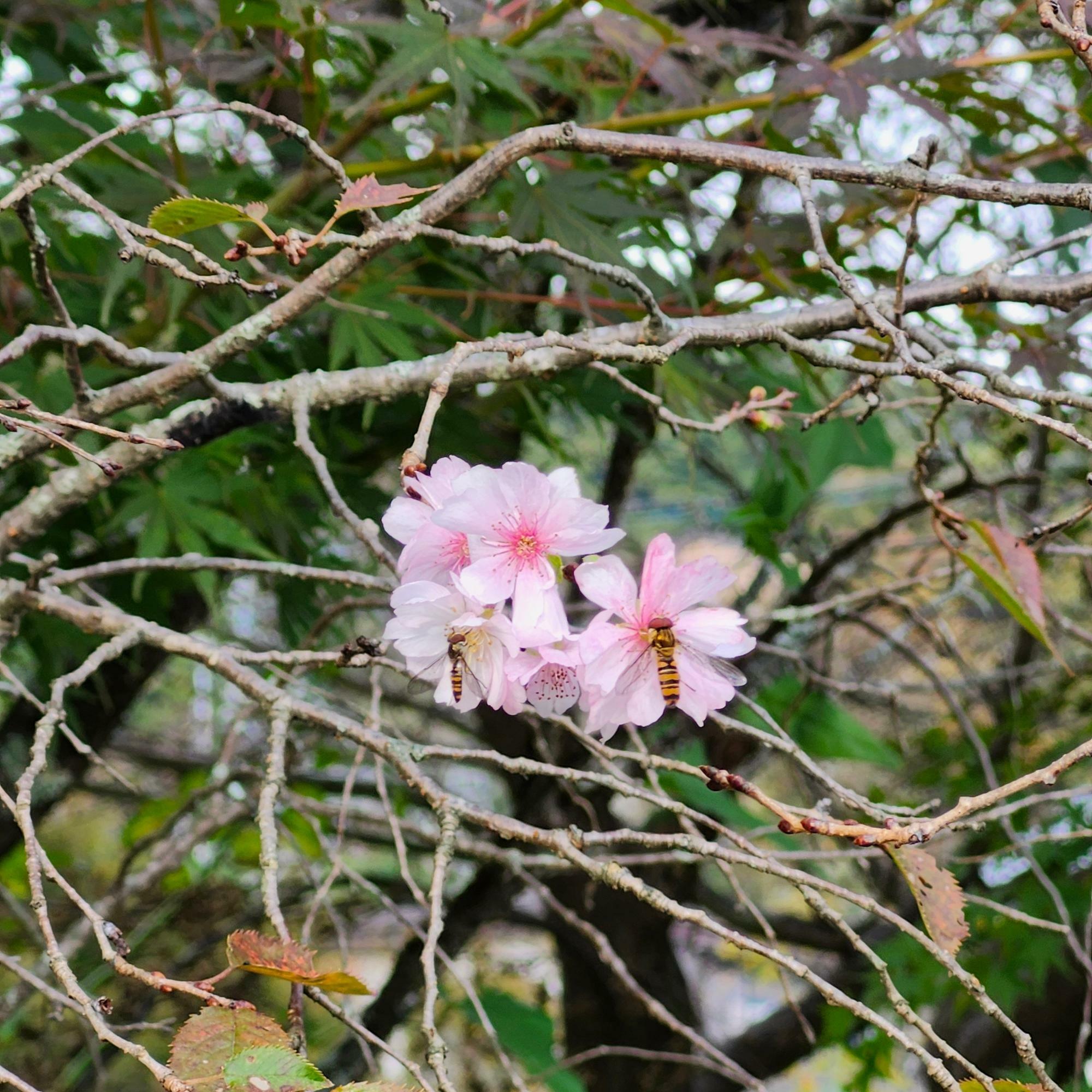 桜の木に花が咲いていました！