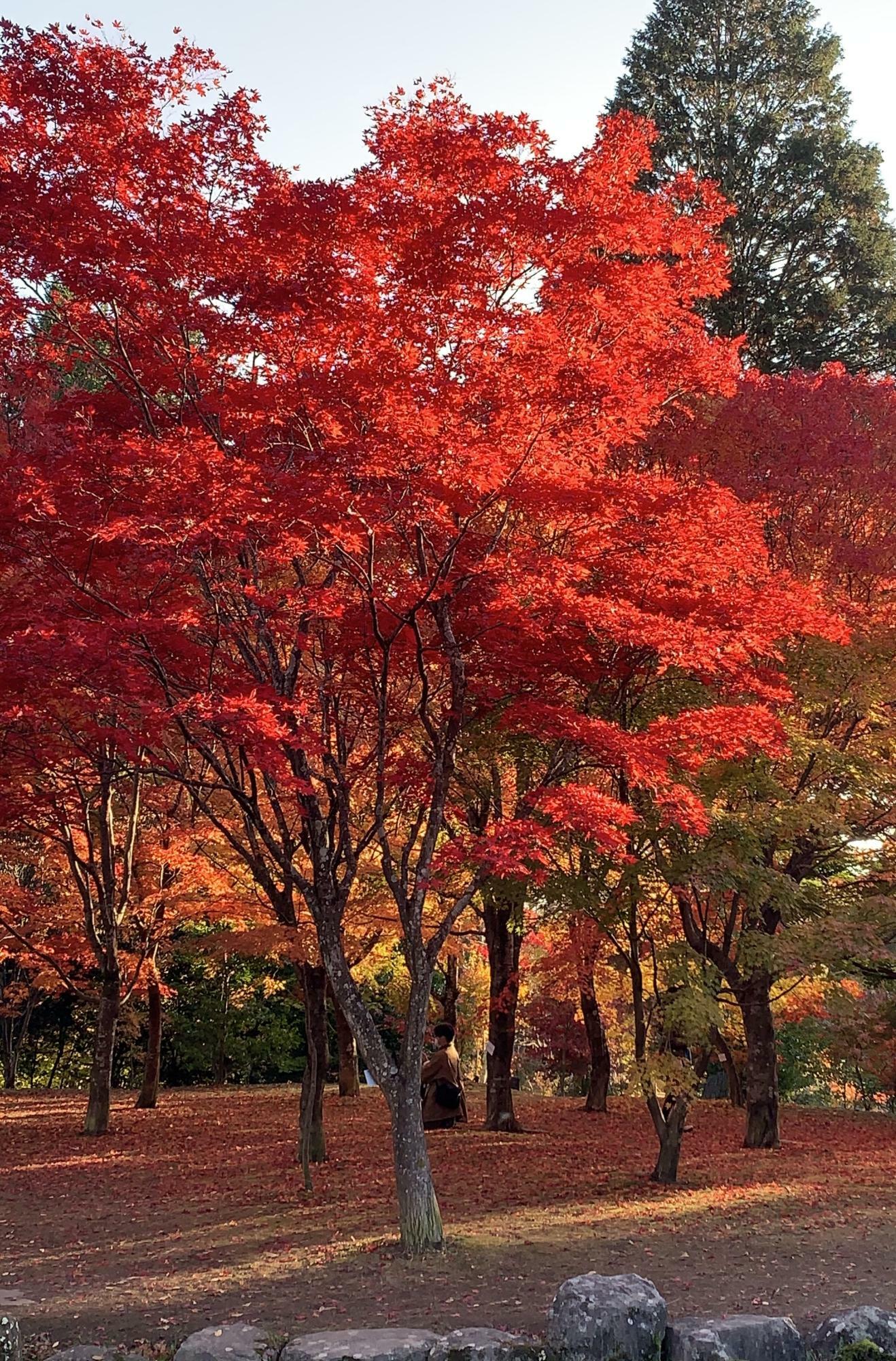 2020年11月3日の紅葉写真　※早出さんより借用