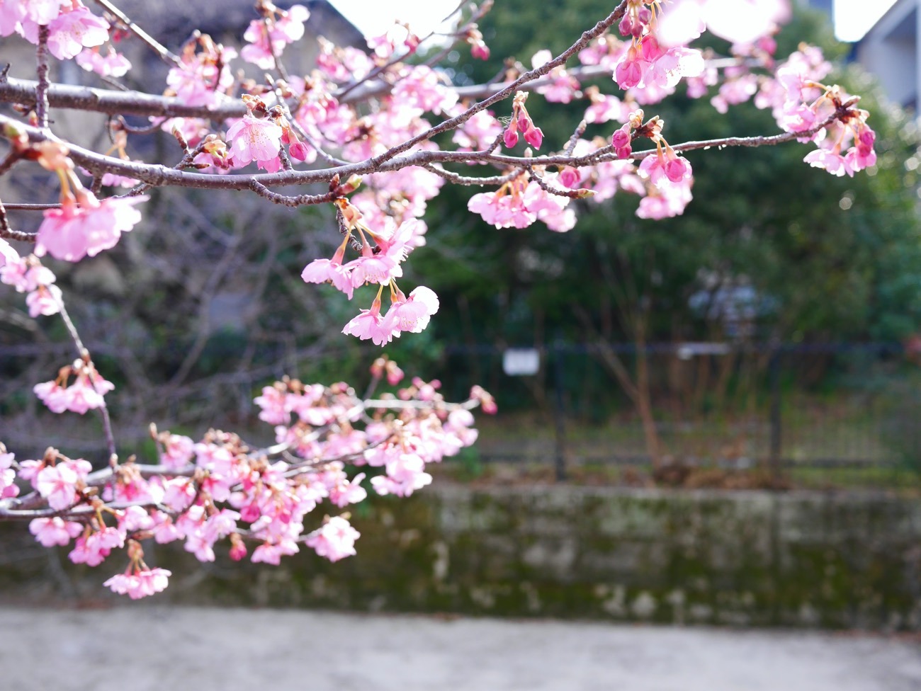 “早咲きの桜”として知られる河津桜（2023年2月23日撮影）