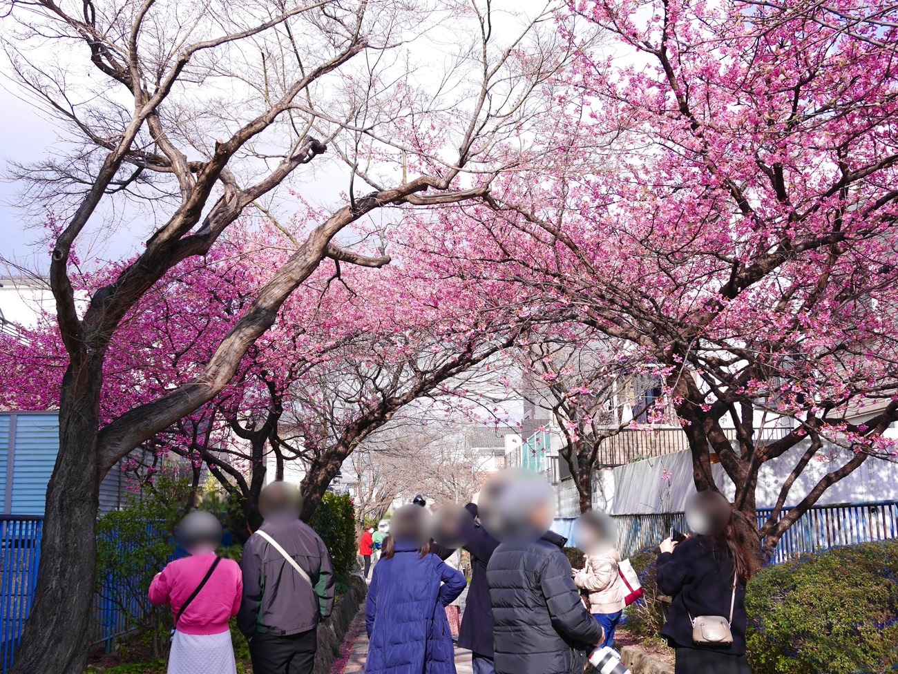 多くの人が満開の河津桜にカメラを向ける