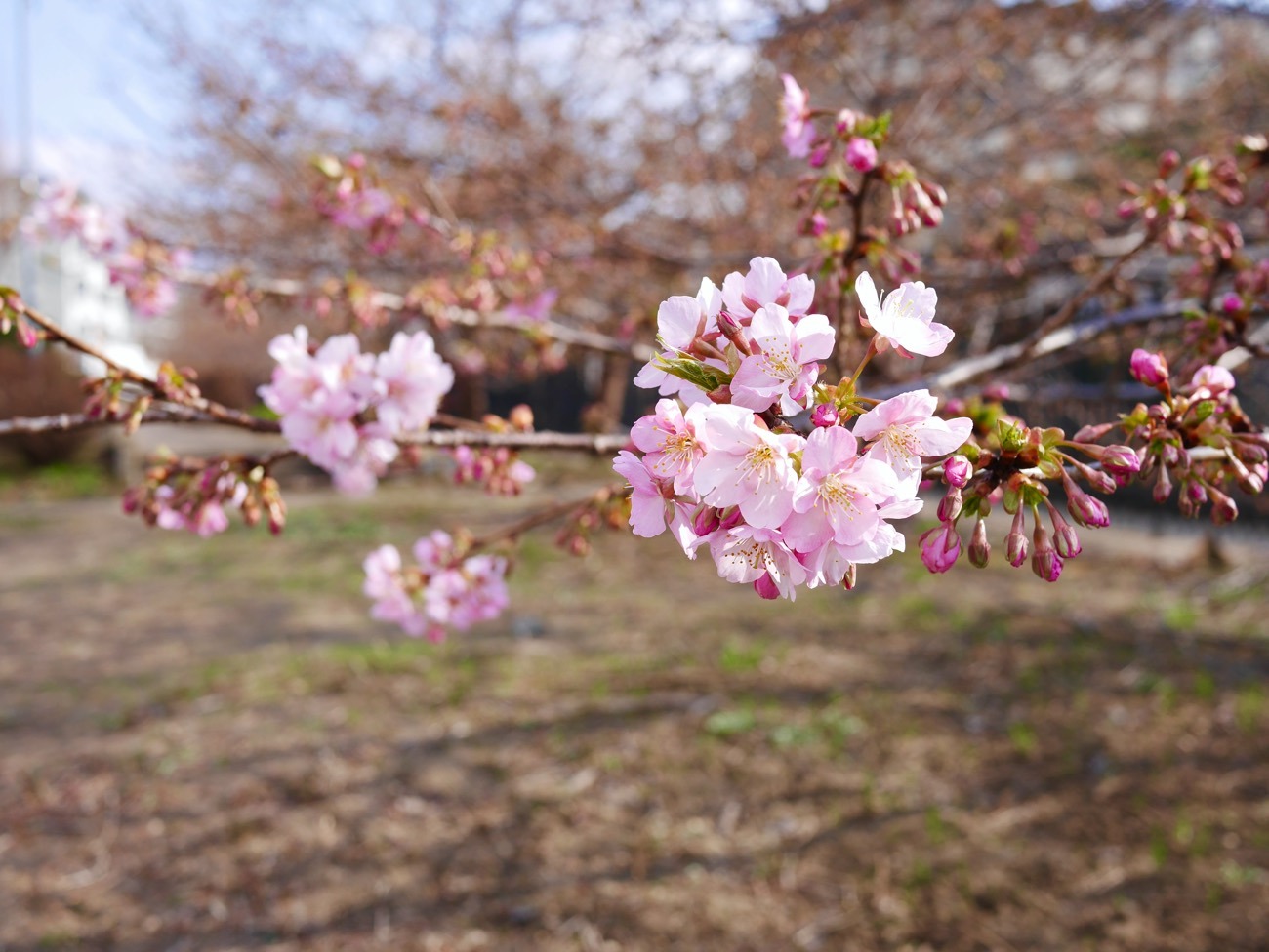 少しずつ開花がはじまっている