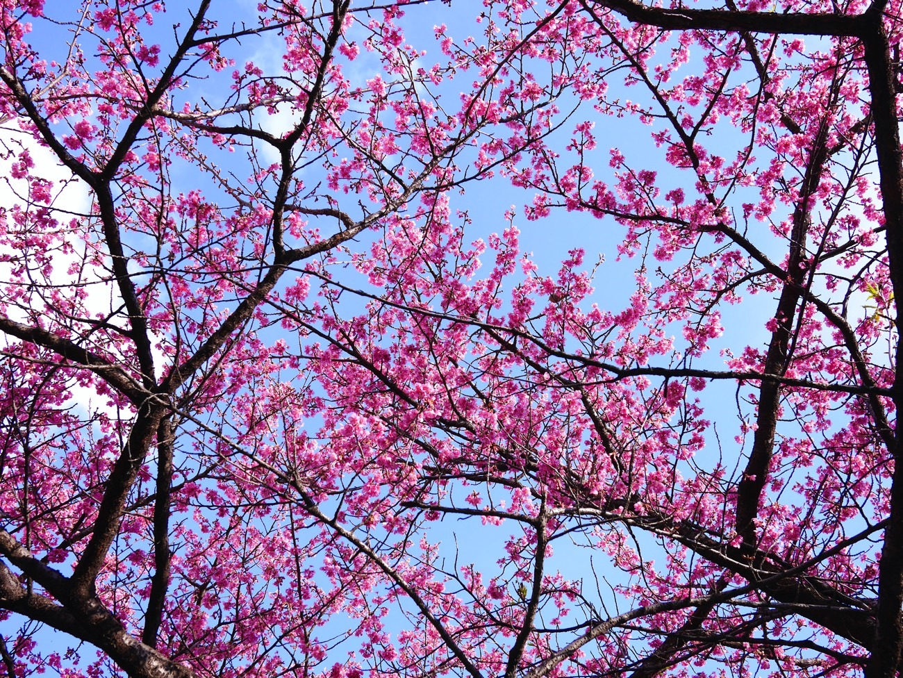 満開の「正月桜」（2023年2月23日撮影）