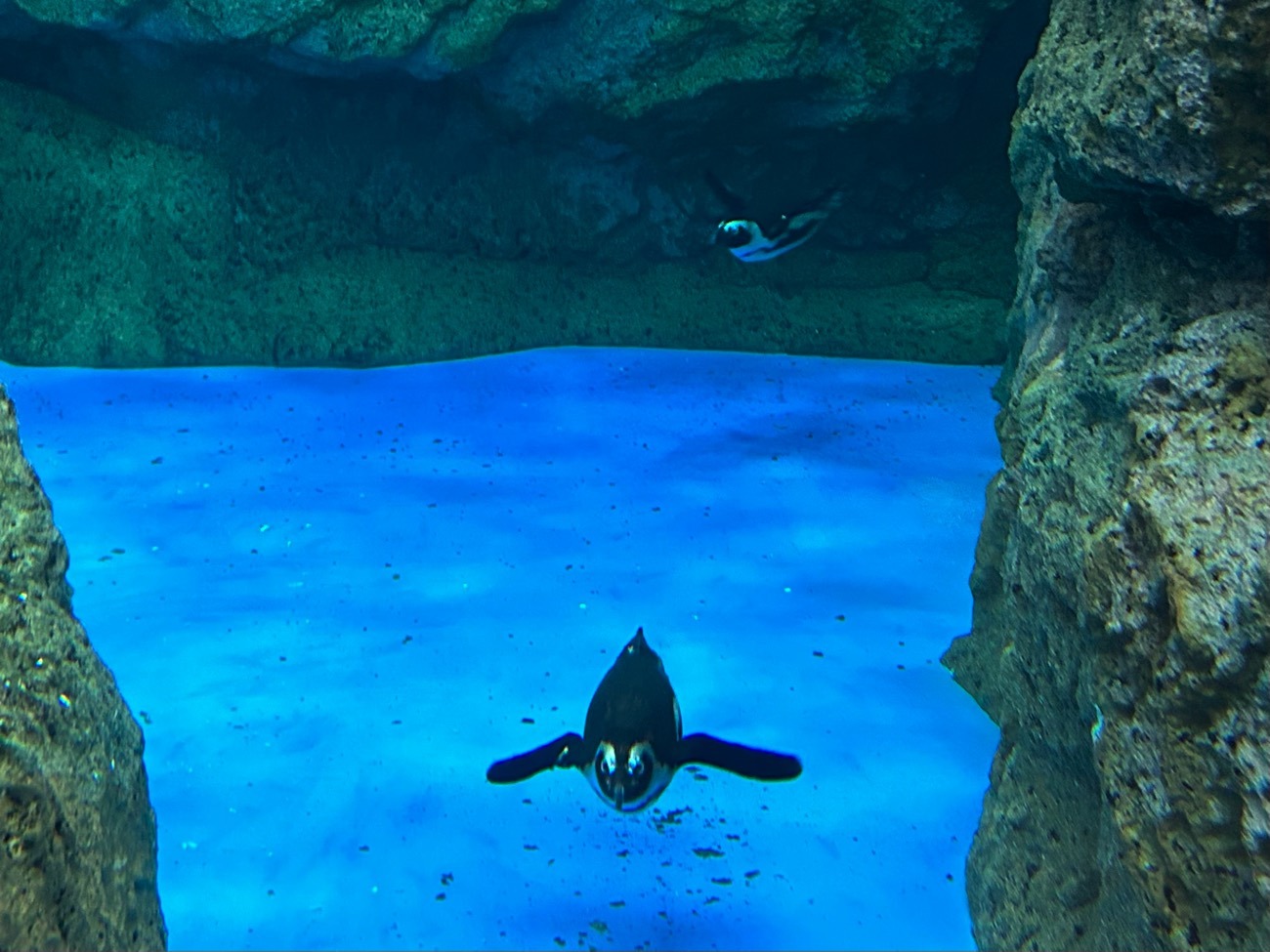 プールの中を泳ぐペンギン