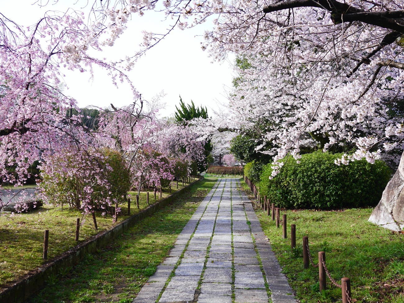 風情のある桜の小径