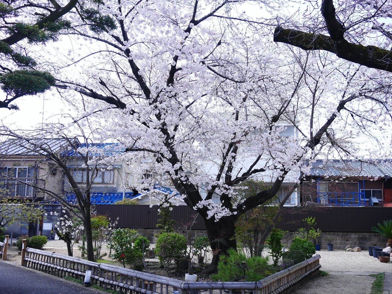 満開の桜が境内で美しく咲き誇る