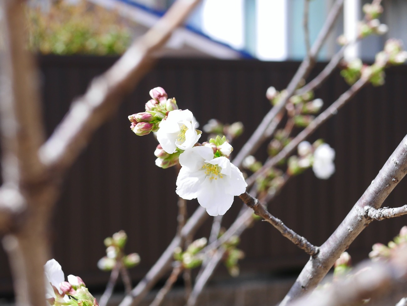 かわいい桜の花を咲かせている