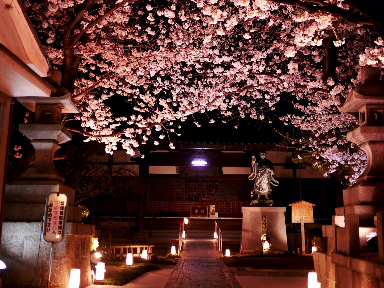 夜桜も美しい