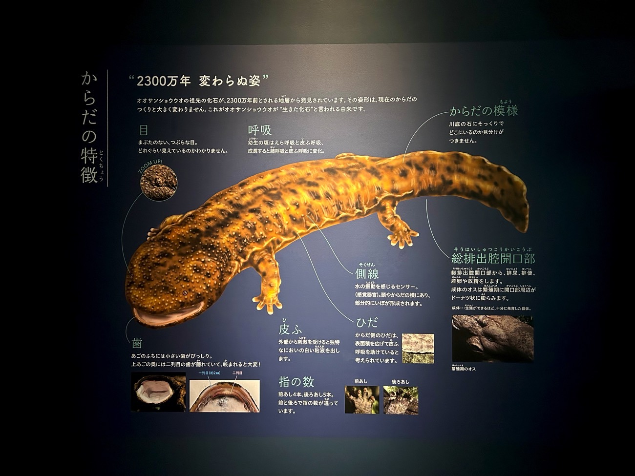 京都水族館の展示パネル