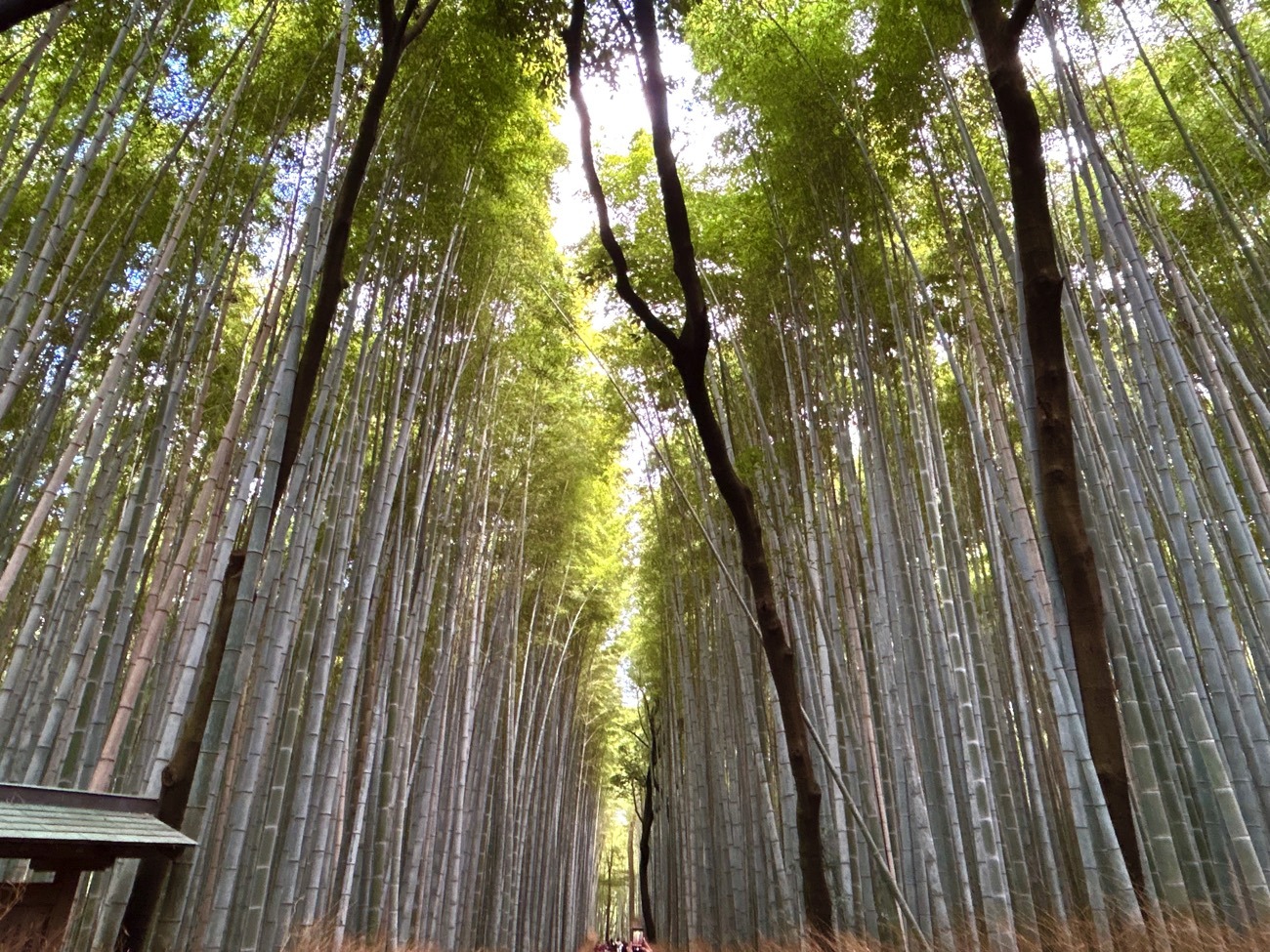 観光客に人気の「竹林の小径」