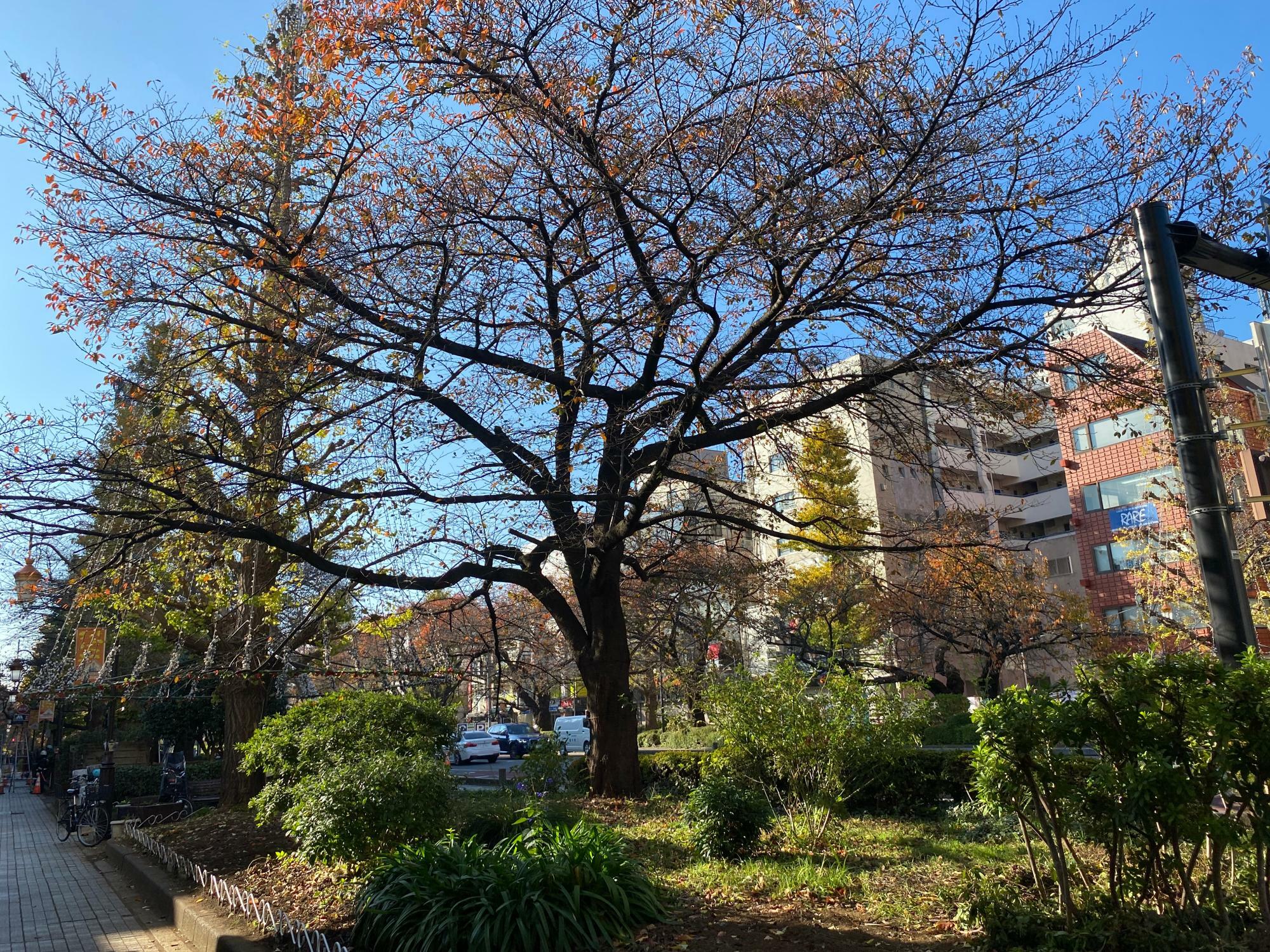 昼間の風景。