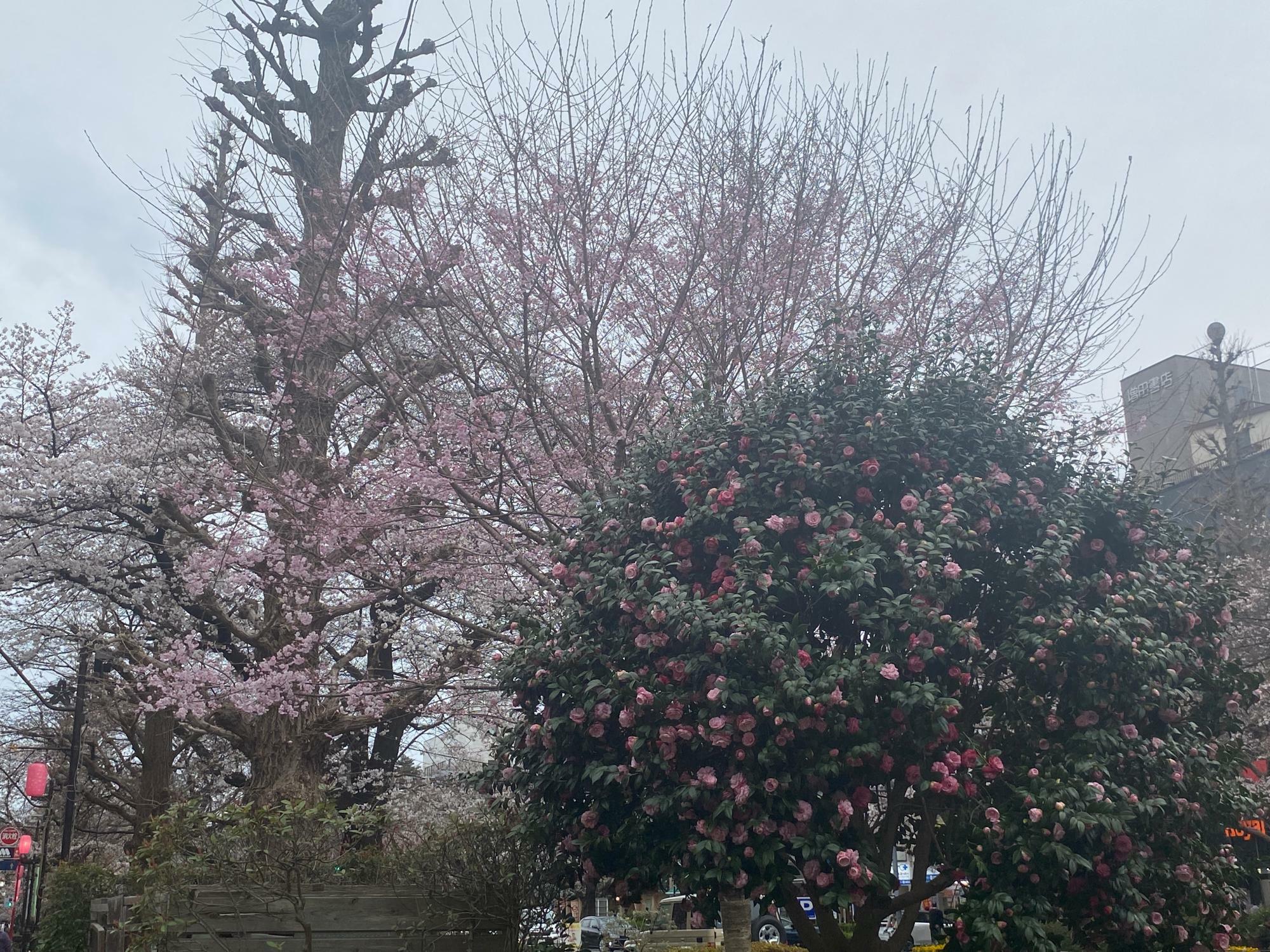 桜も咲き始めています