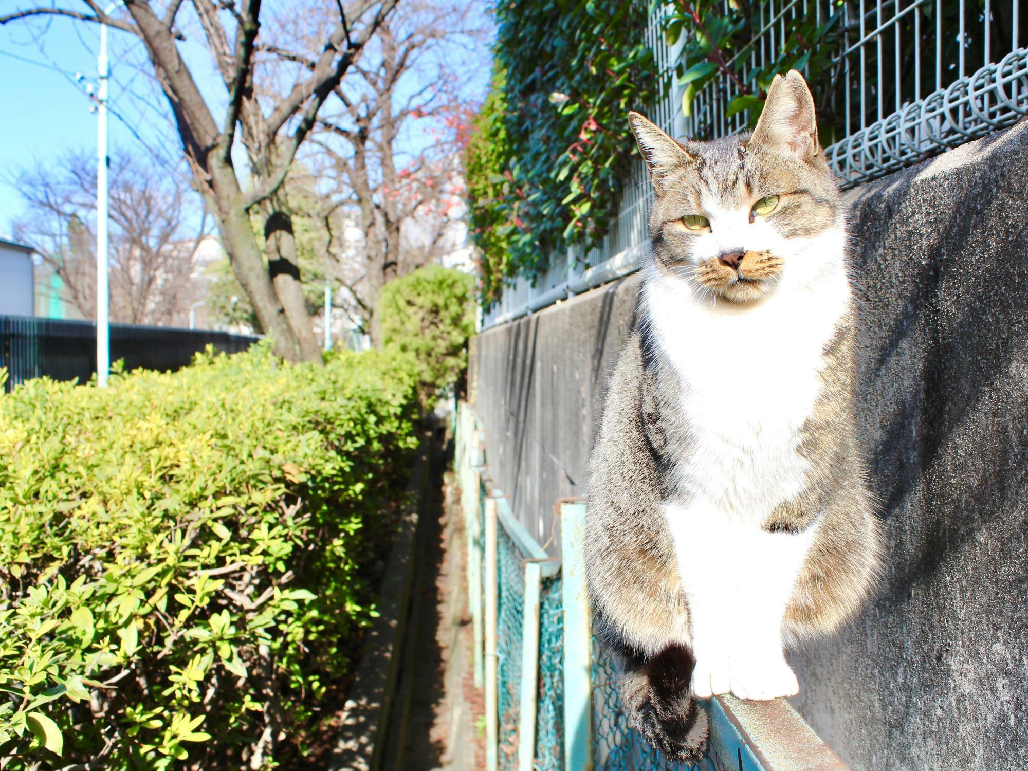 出井川緑道で出会ったネコ。少しの間、お店まで案内してくれました。