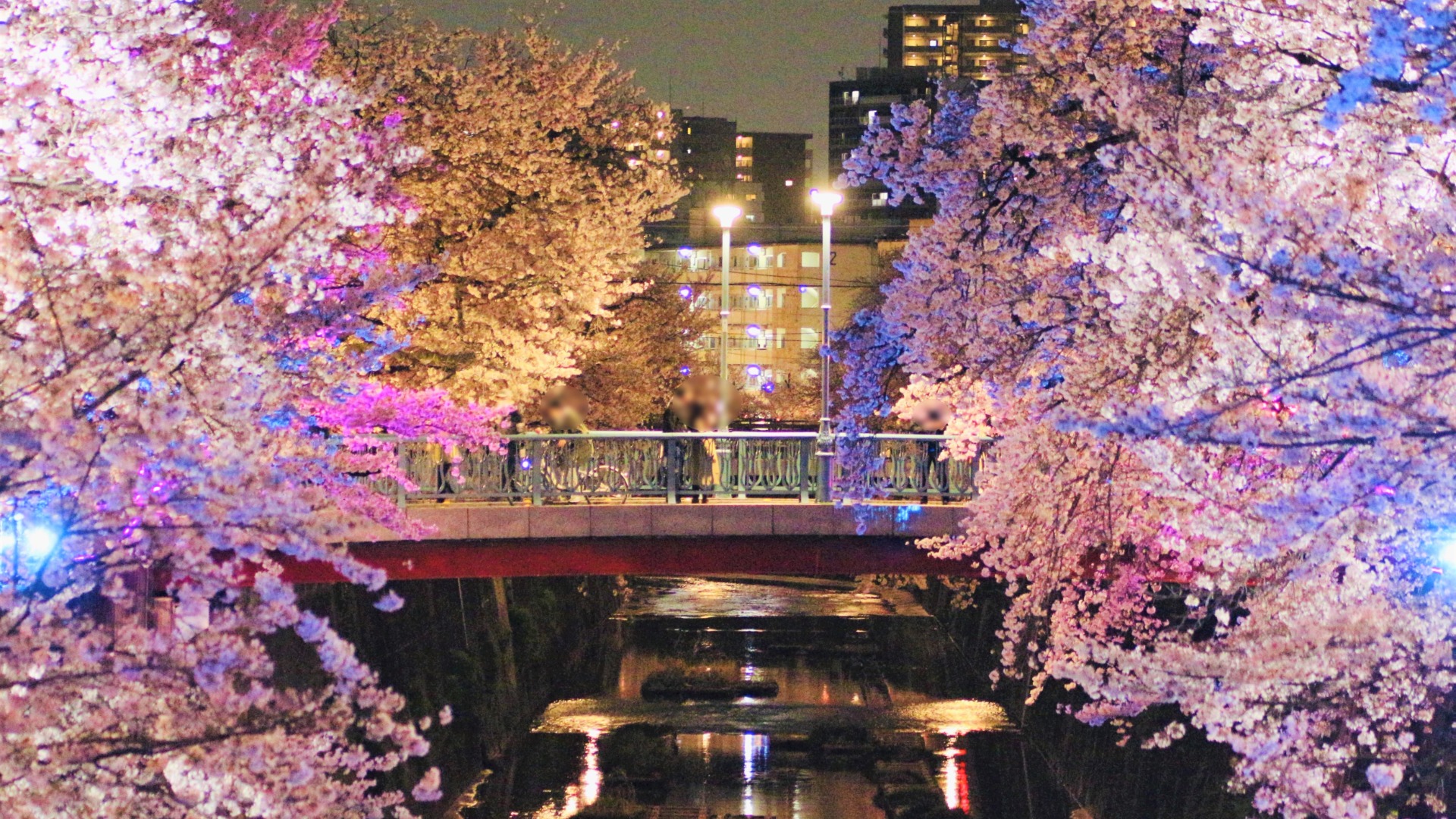 板橋区】2023年「石神井川の桜」最新開花情報とおすすめの「橋」まとめ
