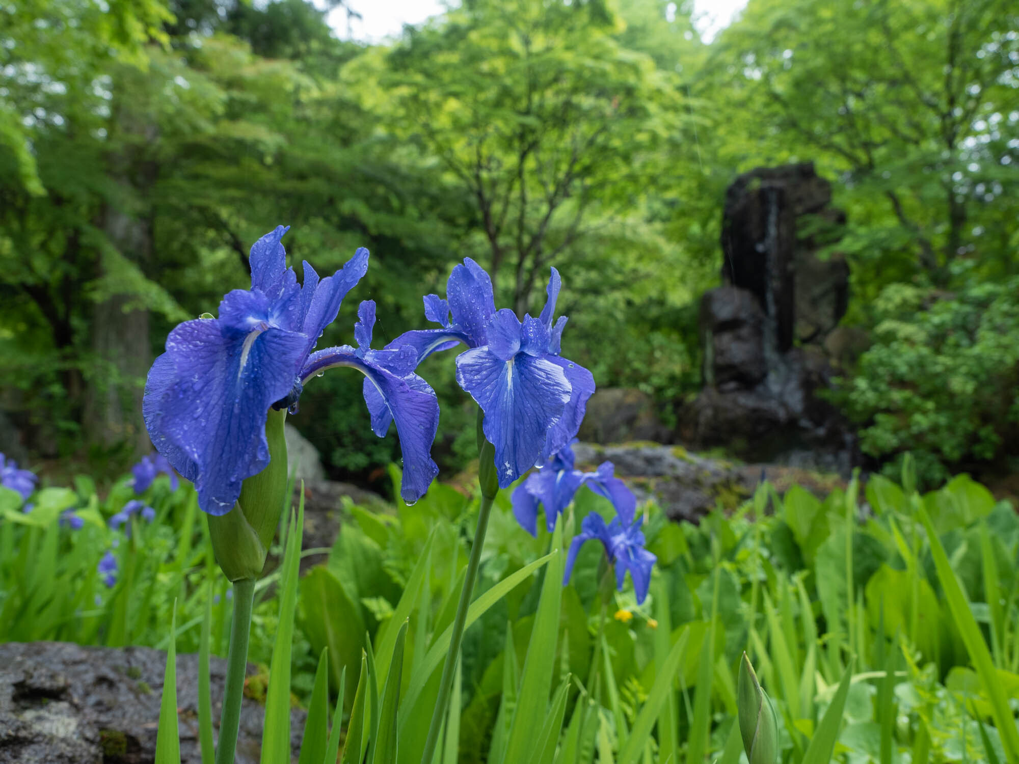 カキツバタ