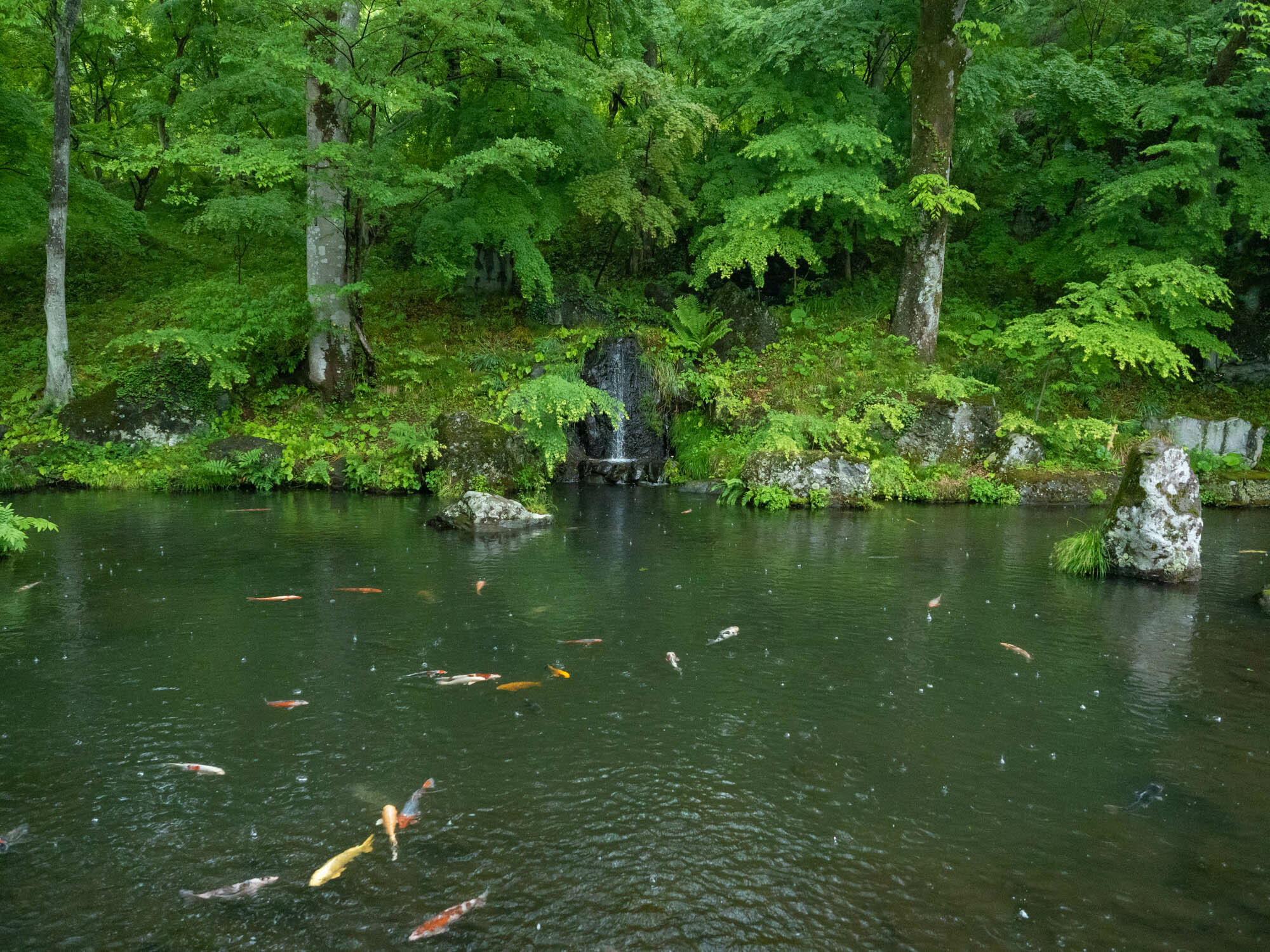 本堂裏の池と青龍の滝　雨の日はまた一段と新緑の緑が鮮やかに見える
