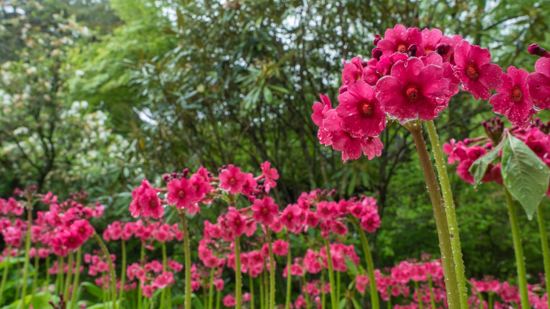 川場】青龍山吉祥寺～クリンソウなど初夏の花が咲き誇る境内を歩いてみよう～（mellia） - エキスパート - Yahoo!ニュース