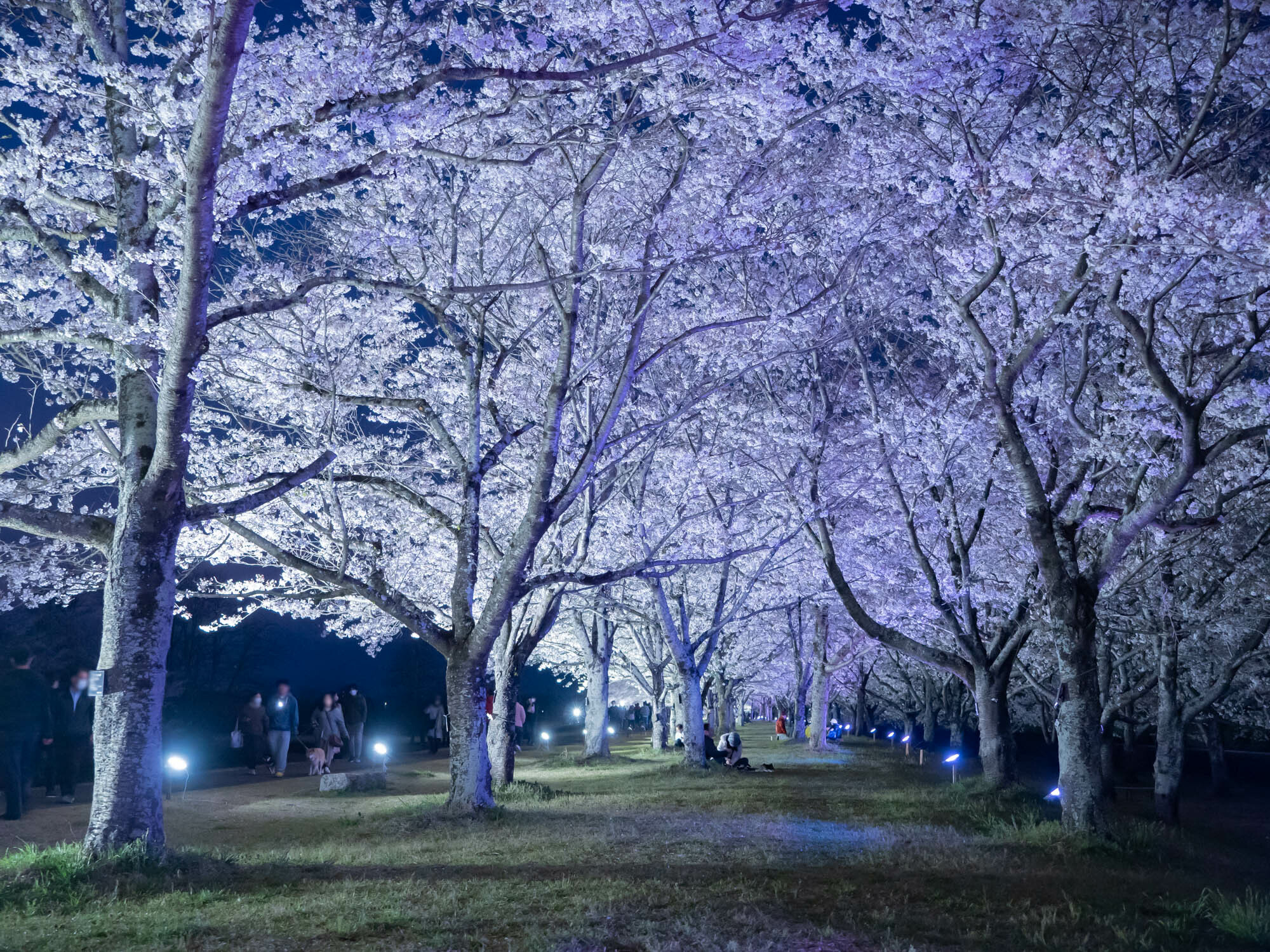 氏家ゆうゆうパークの夜桜