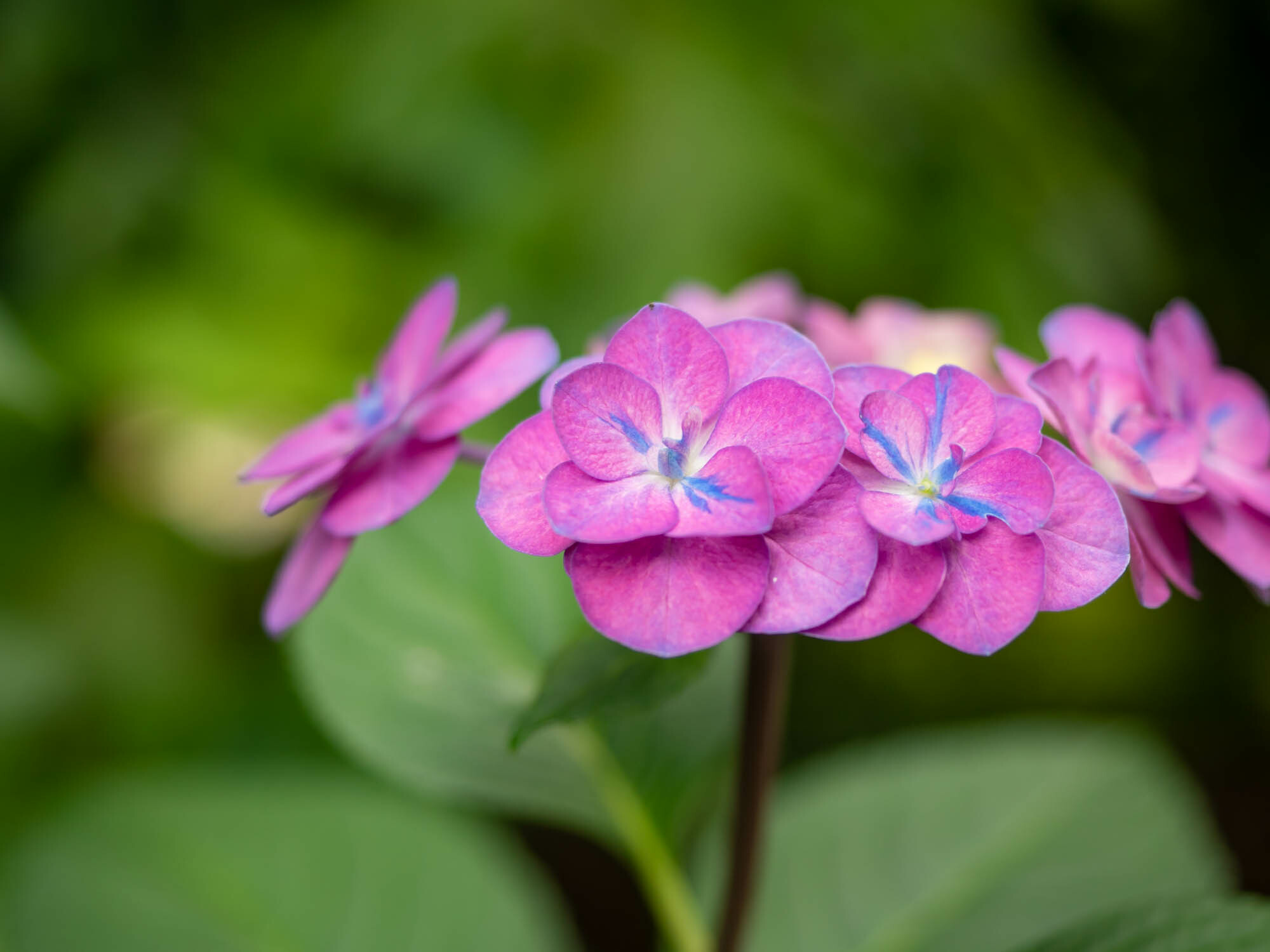 珍しい品種の紫陽花も咲いている