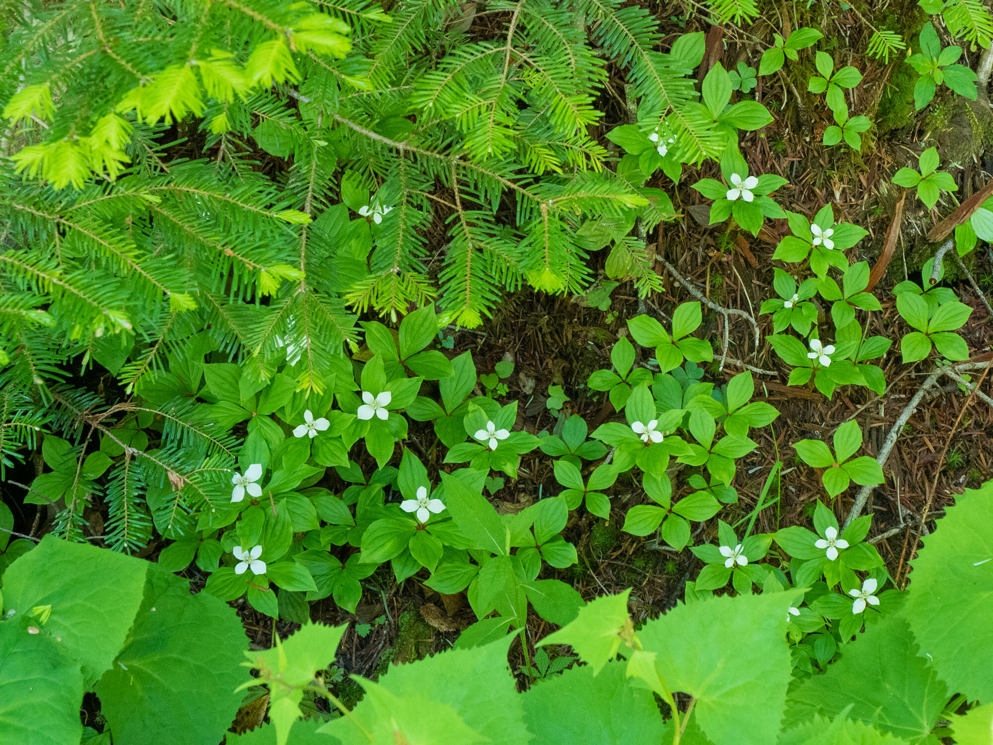 登山口に向かう途中、足下にはたくさんの小花が咲いている(コゼンタチバナ)。