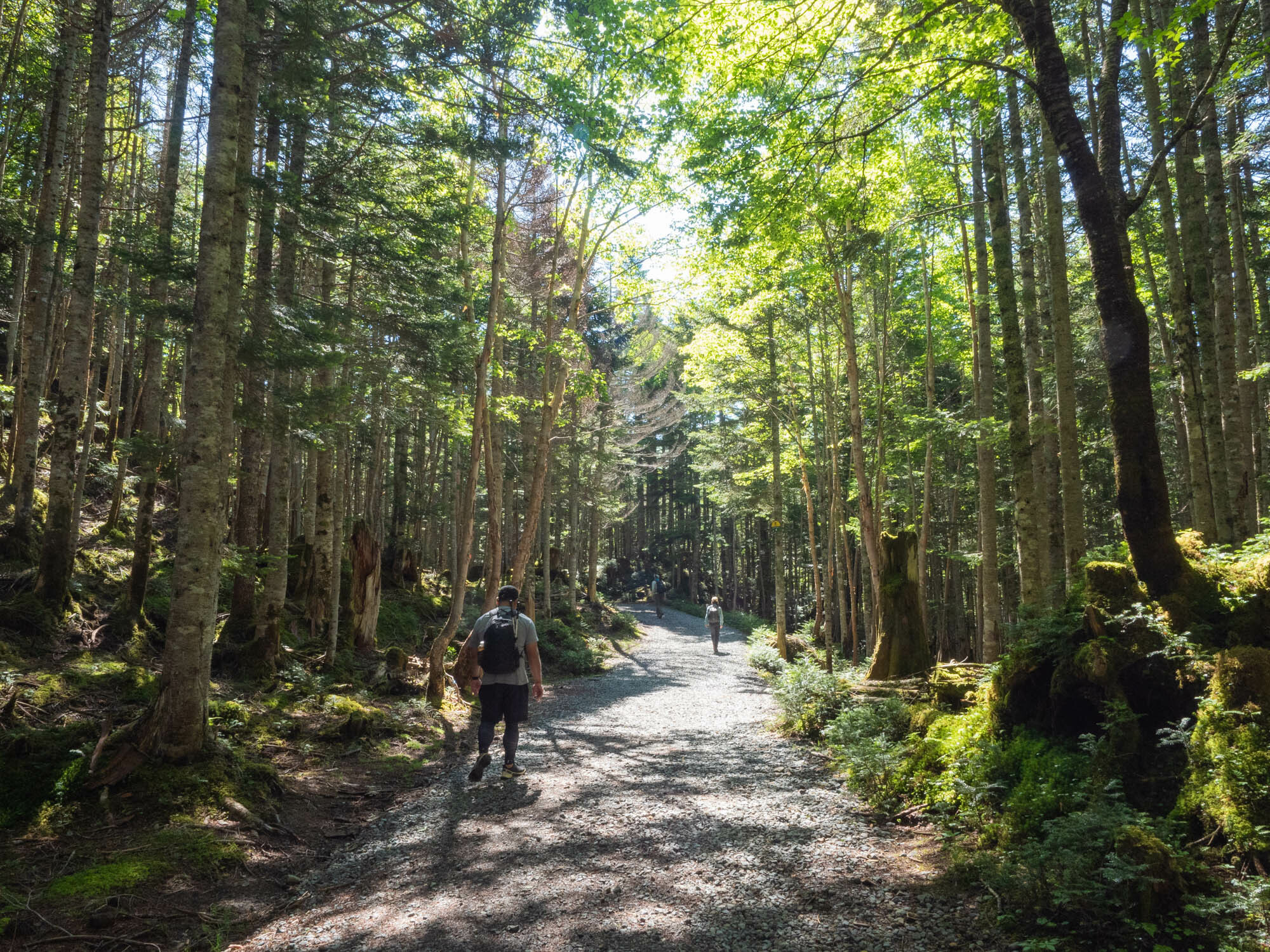 日光白根山は樹林帯からの登山。自然散策コースや史跡散策コースもスタート場所は同じでこの道から始まる。