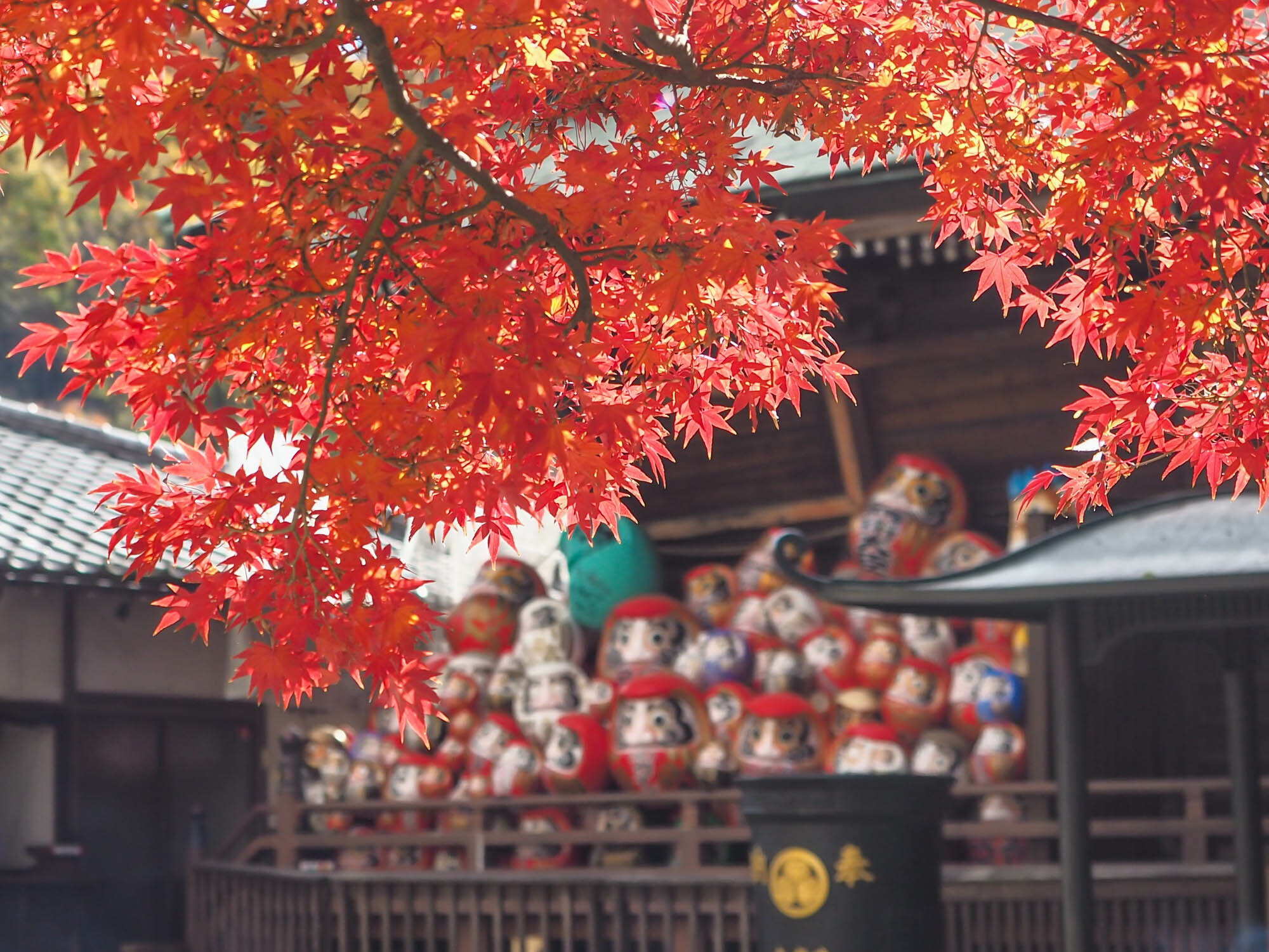 高崎で紅葉が見頃！色鮮やかな紅葉に包まれた縁起だるま発祥のお寺で秋を満喫しよう（mellia） - エキスパート - Yahoo!ニュース