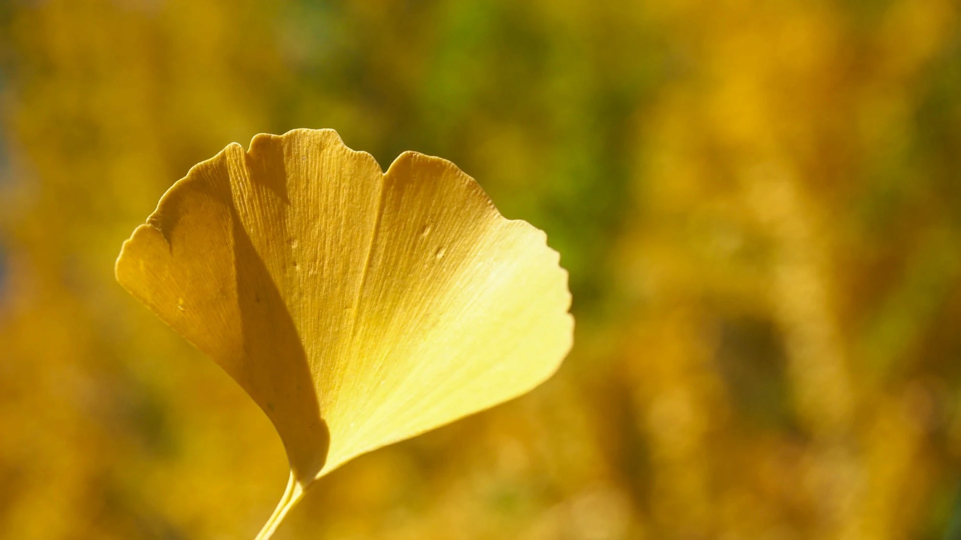 高崎で紅葉が見頃！色鮮やかな紅葉に包まれた縁起だるま発祥のお寺で秋を満喫しよう（mellia） - エキスパート - Yahoo!ニュース