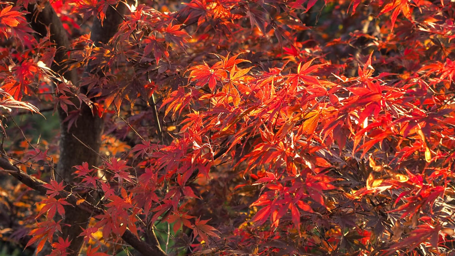 唐澤山神社で紅葉が見頃に！初開催のライトアップにも期待が高まる！（mellia） - エキスパート - Yahoo!ニュース