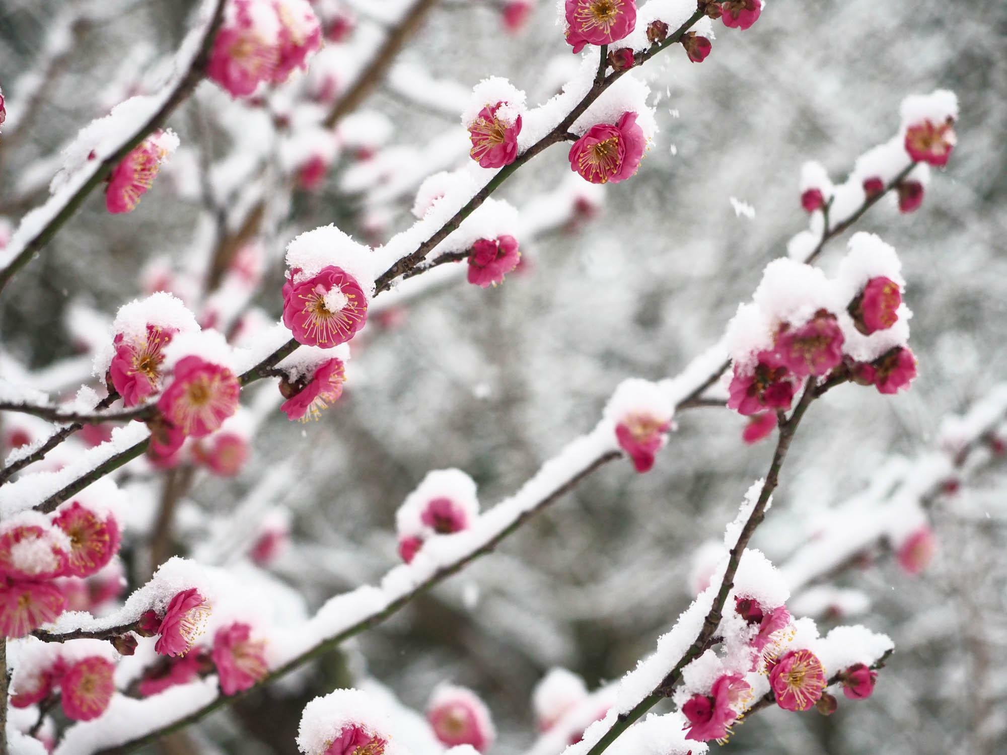 見頃を迎えた梅の花　その上にも雪が降り積もる