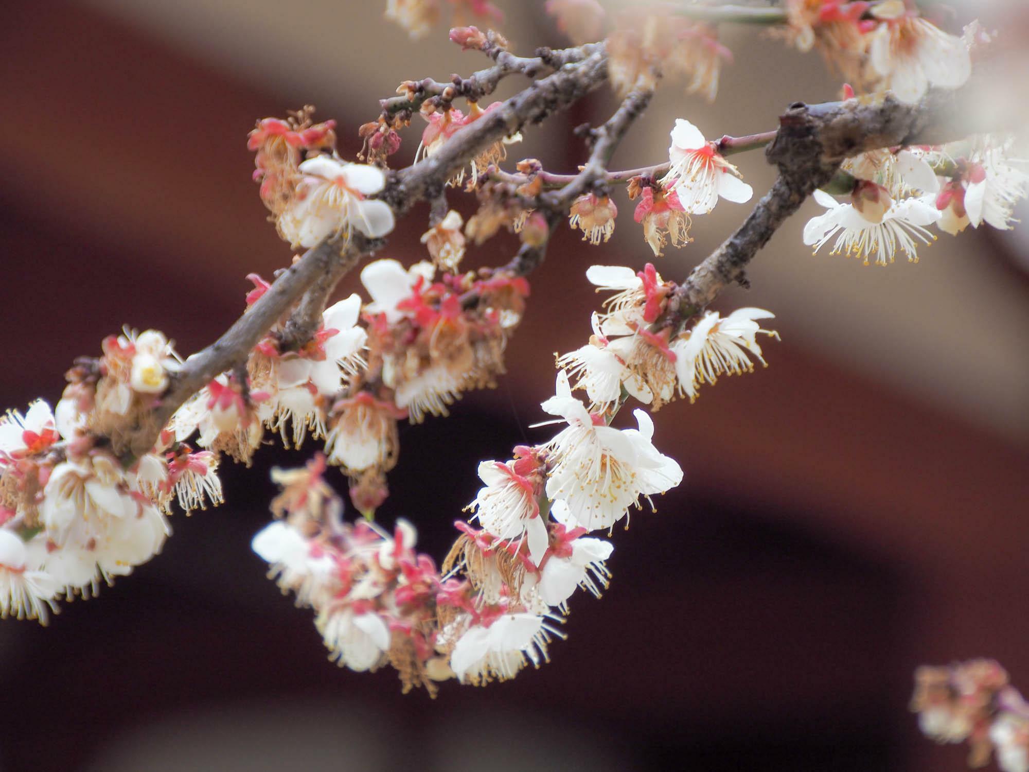 下野薬師寺の境内に咲く梅の花