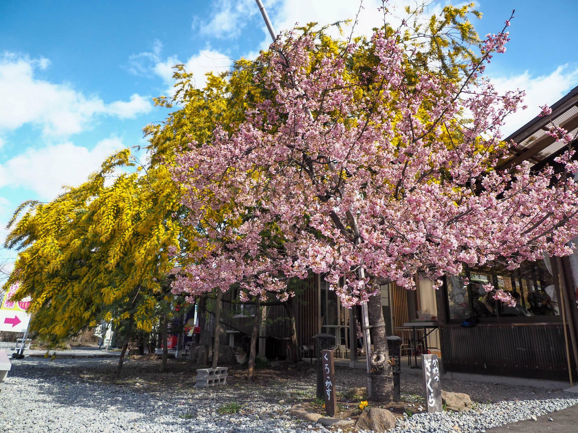 「売店だるだる」の側に立つ河津桜とミモザの木