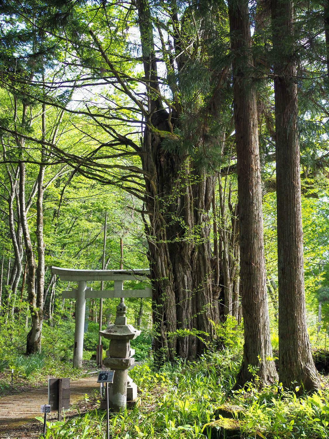 熊野堂神社の大イチョウと鳥居。