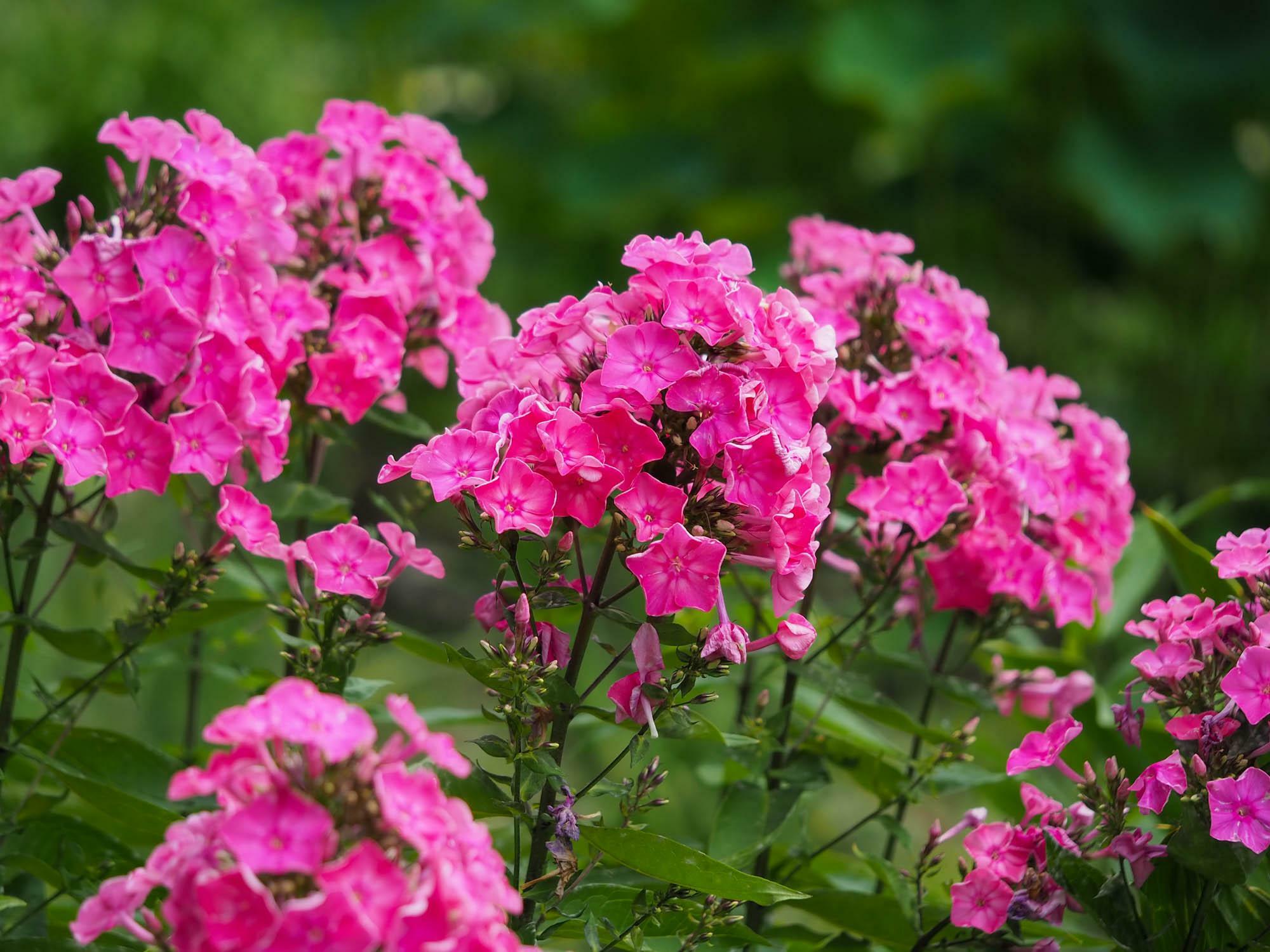 風に揺れるオイランソウ。鮮やかな濃いピンク色や白色の花を境内の各所で観ることができる。