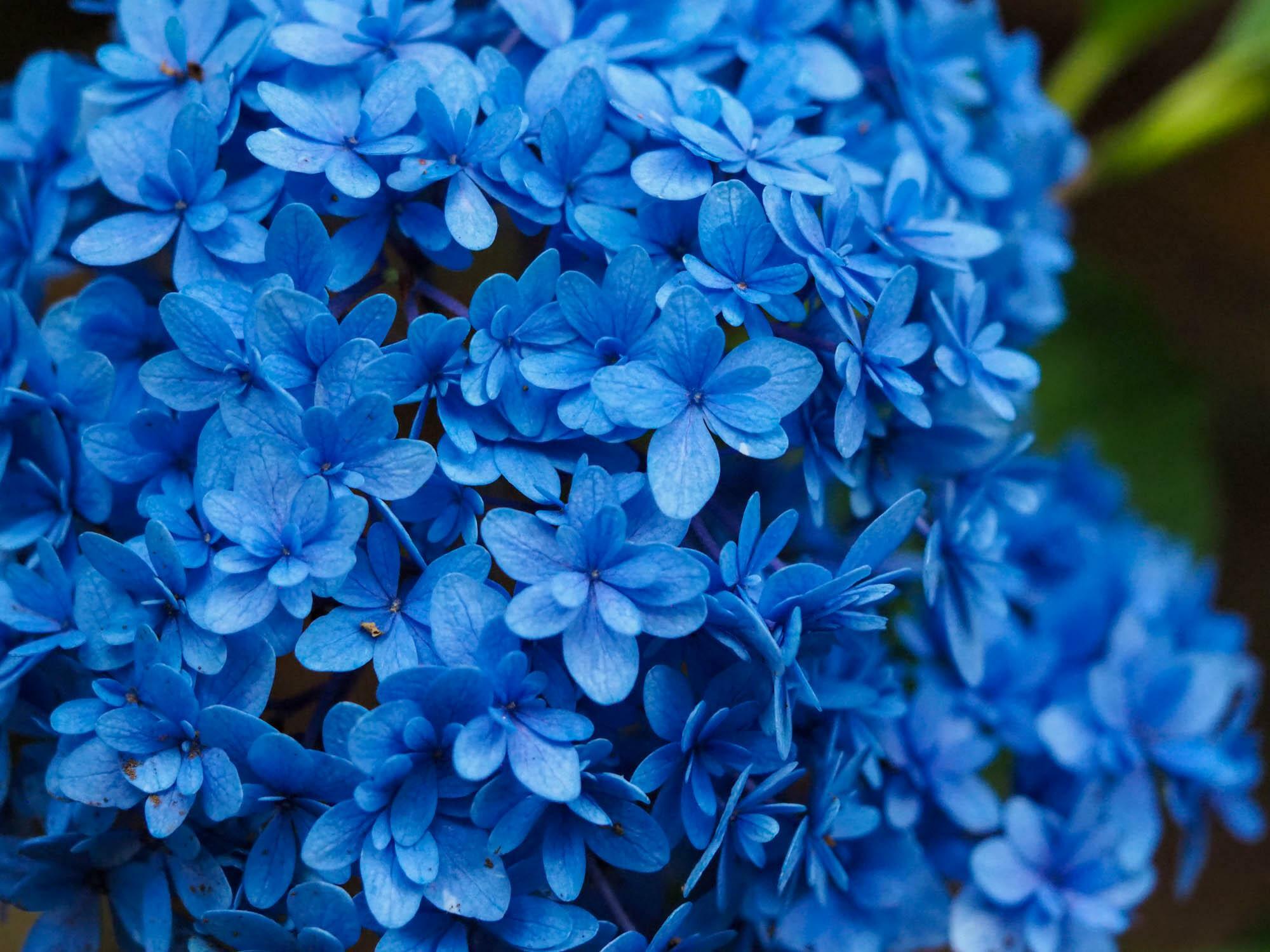 紫陽花「ごきげんよう」。ハッとするような青さが印象的。