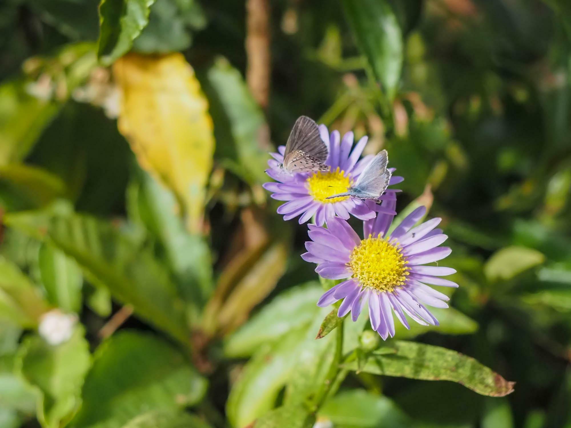 境内では季節の花々と生きものたちに出会うことができる。