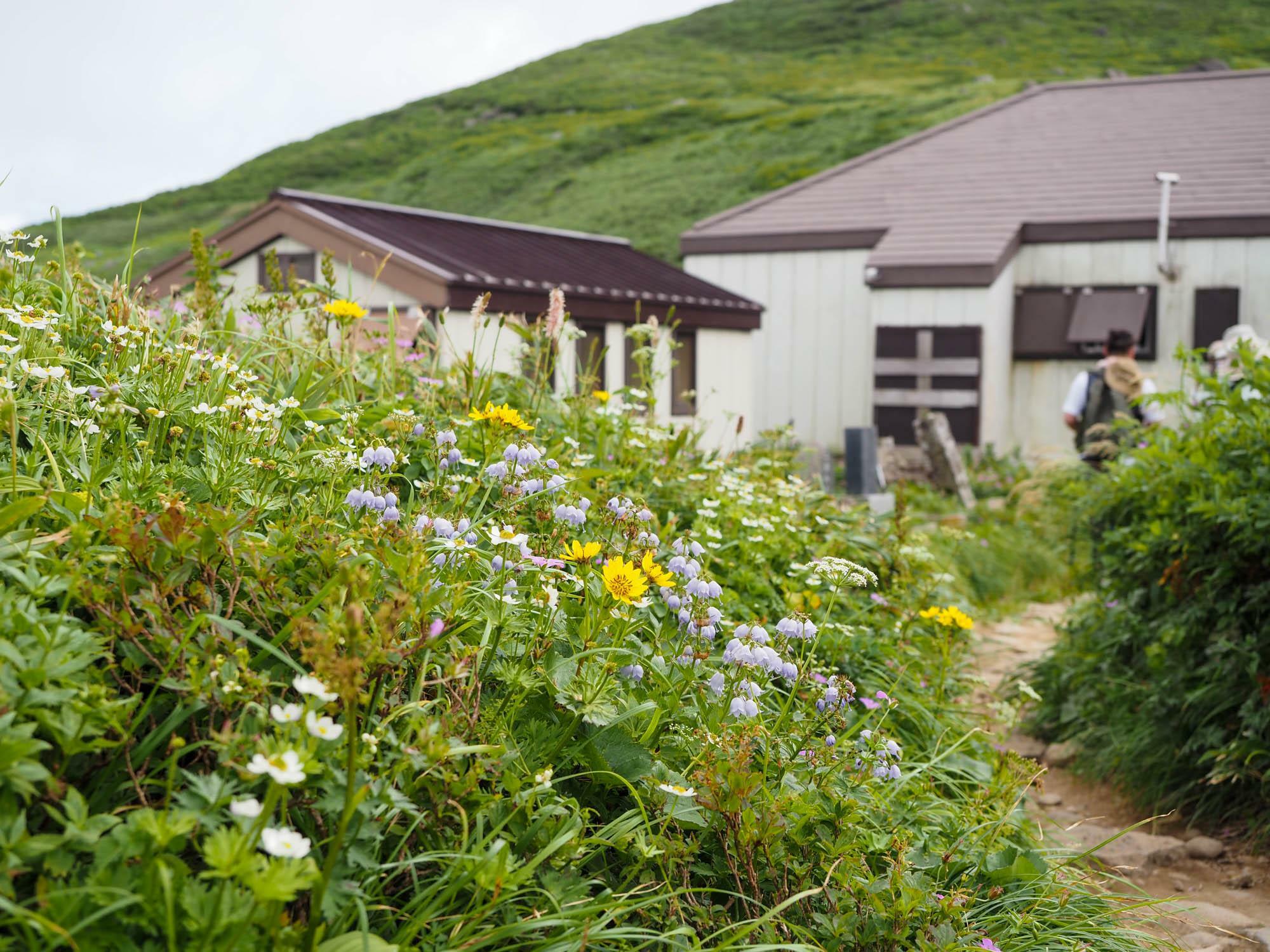 月山九合目の佛生池(ぶっしょういけ)小屋。ここに到着するまでも多くの高山植物に出会うが、特に小屋周辺は植物の種類や数も多く、花畑が広がっている。