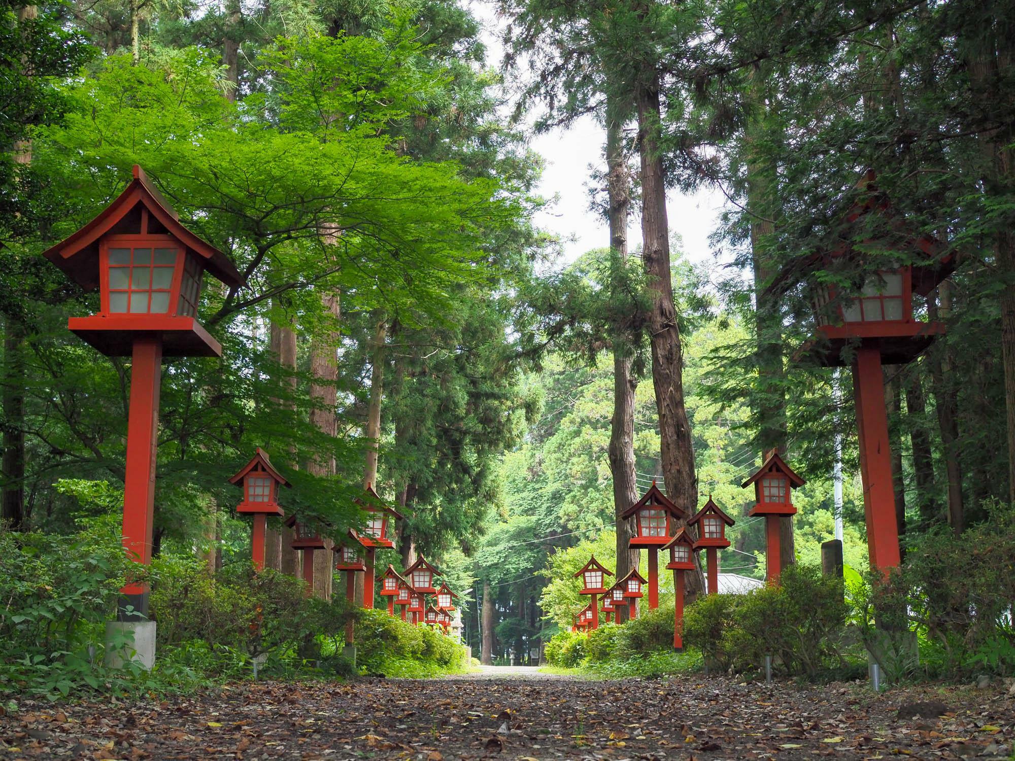 大神神社(栃木県)の本殿へと続く参道。木漏れ日の中で青もみじがキラキラと輝いている。