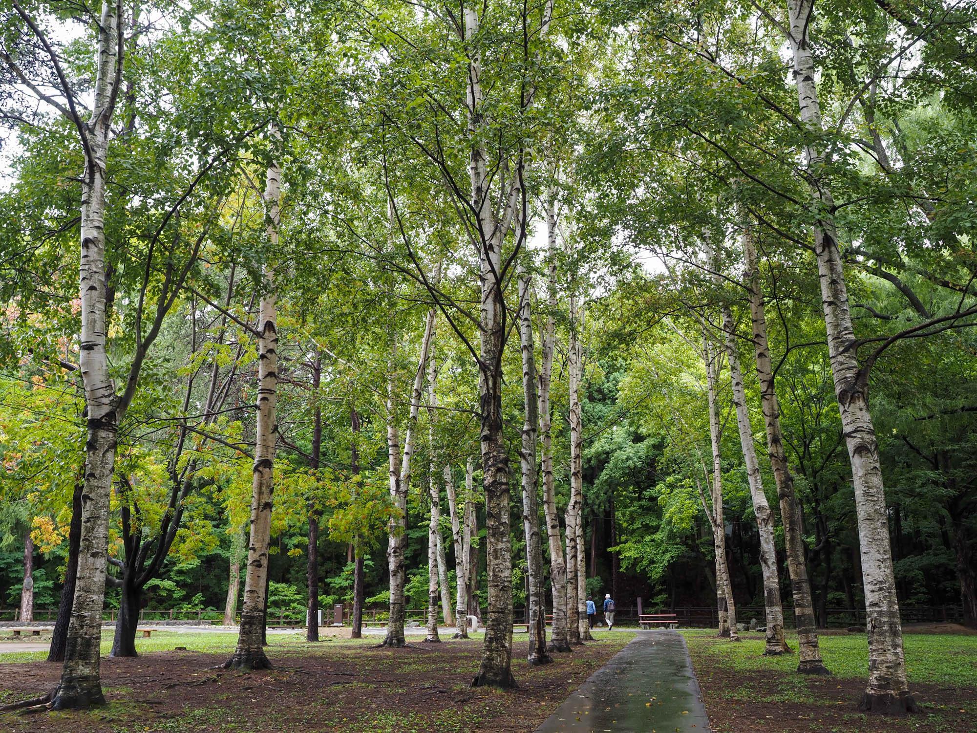 円山公園駅から北海道神宮に向かう際は、白樺の木など豊かな自然に囲まれた円山公園内を歩くのもおすすめだ。徒歩15分ほどで北海道神宮の鳥居が見えてくる。