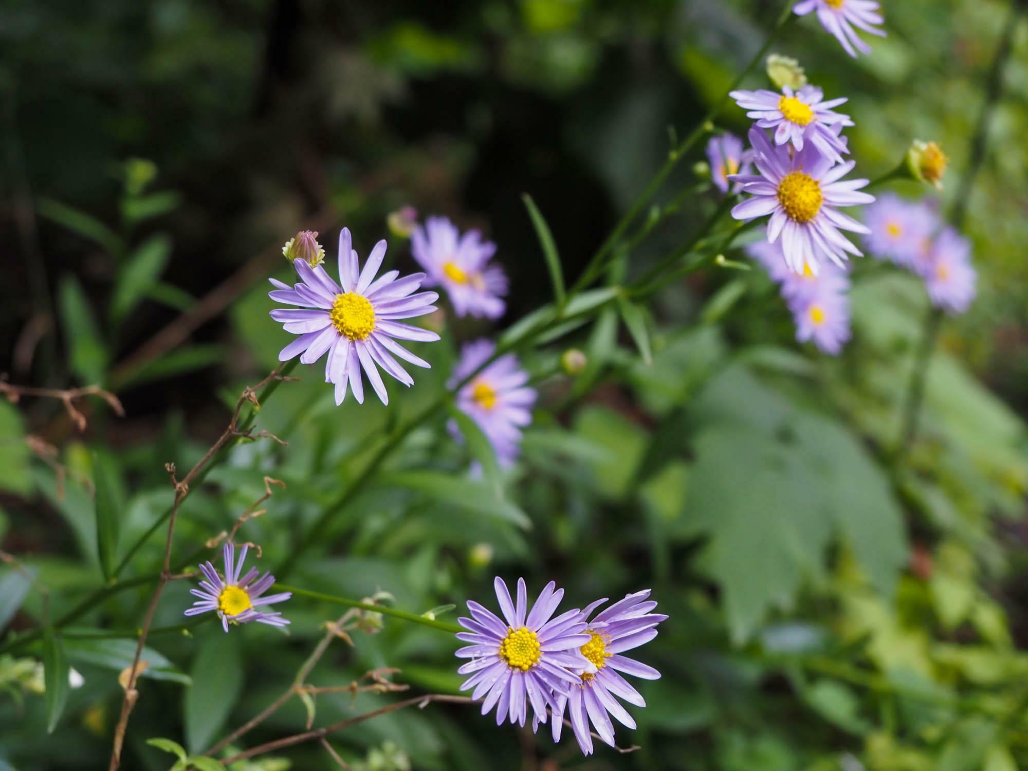 北海道神宮の境内には季節の花々が咲き、色鮮やかで美しく、季節の移ろいを身近に感じることができる。