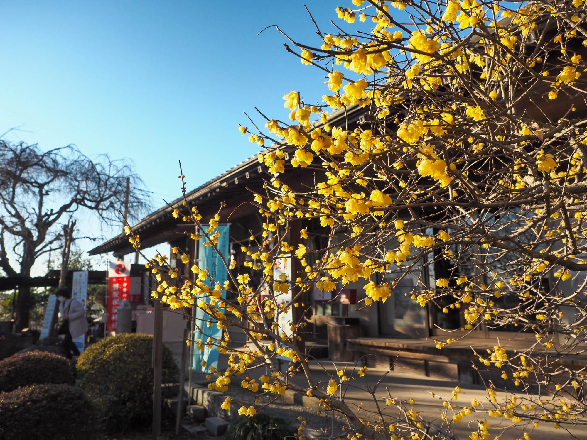 磐裂根裂神社の社務所前のロウバイ。撮影日：2024年1月17日。ロウバイは見頃を迎えていた。