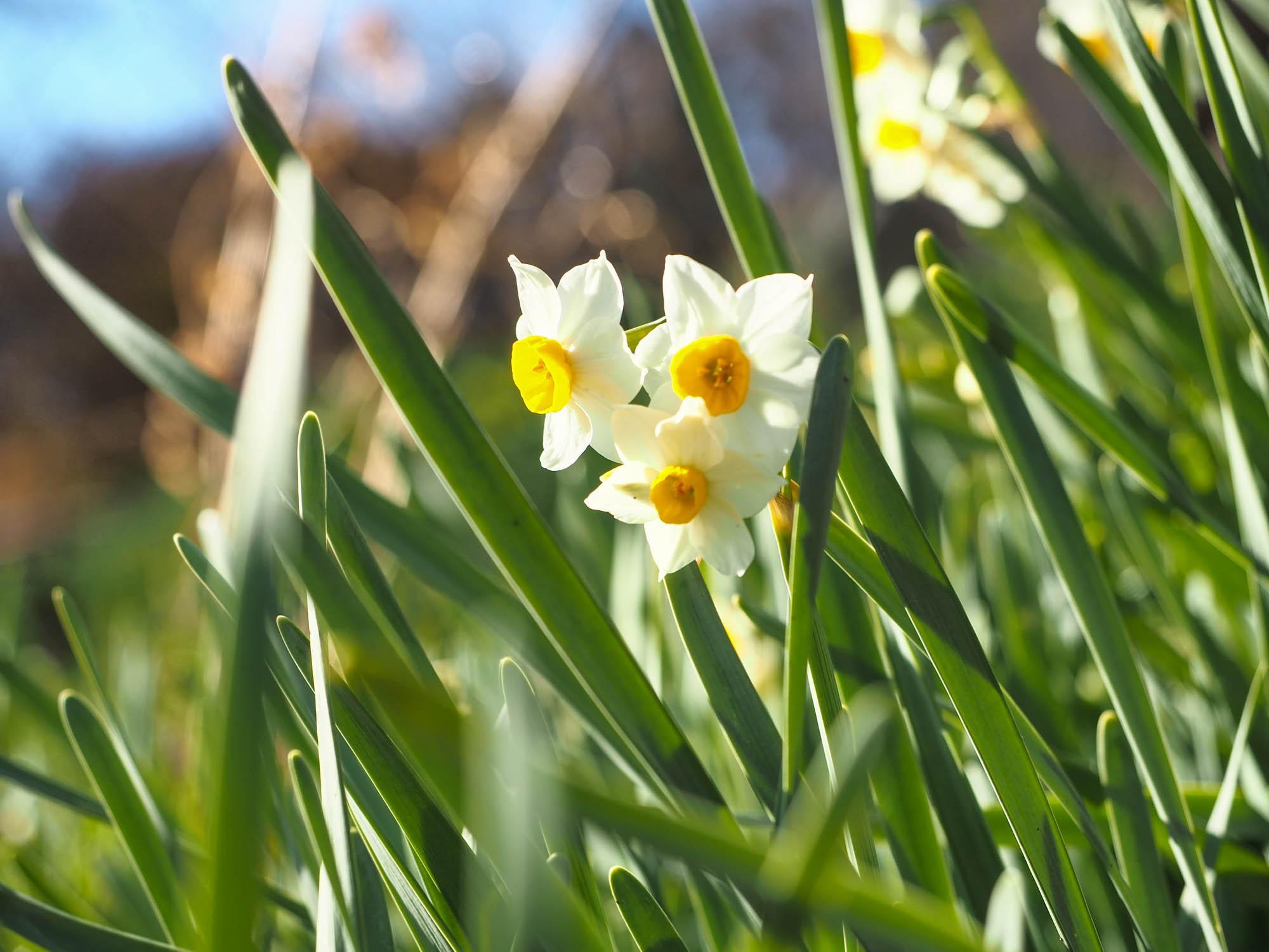 清水寺境内の斜面一面に咲くスイセンの花。撮影日：2024年2月8日。ロウバイの花は見頃を過ぎていたが、スイセンやウメなど早春の花が境内いっぱいに咲く様子は心が和む。