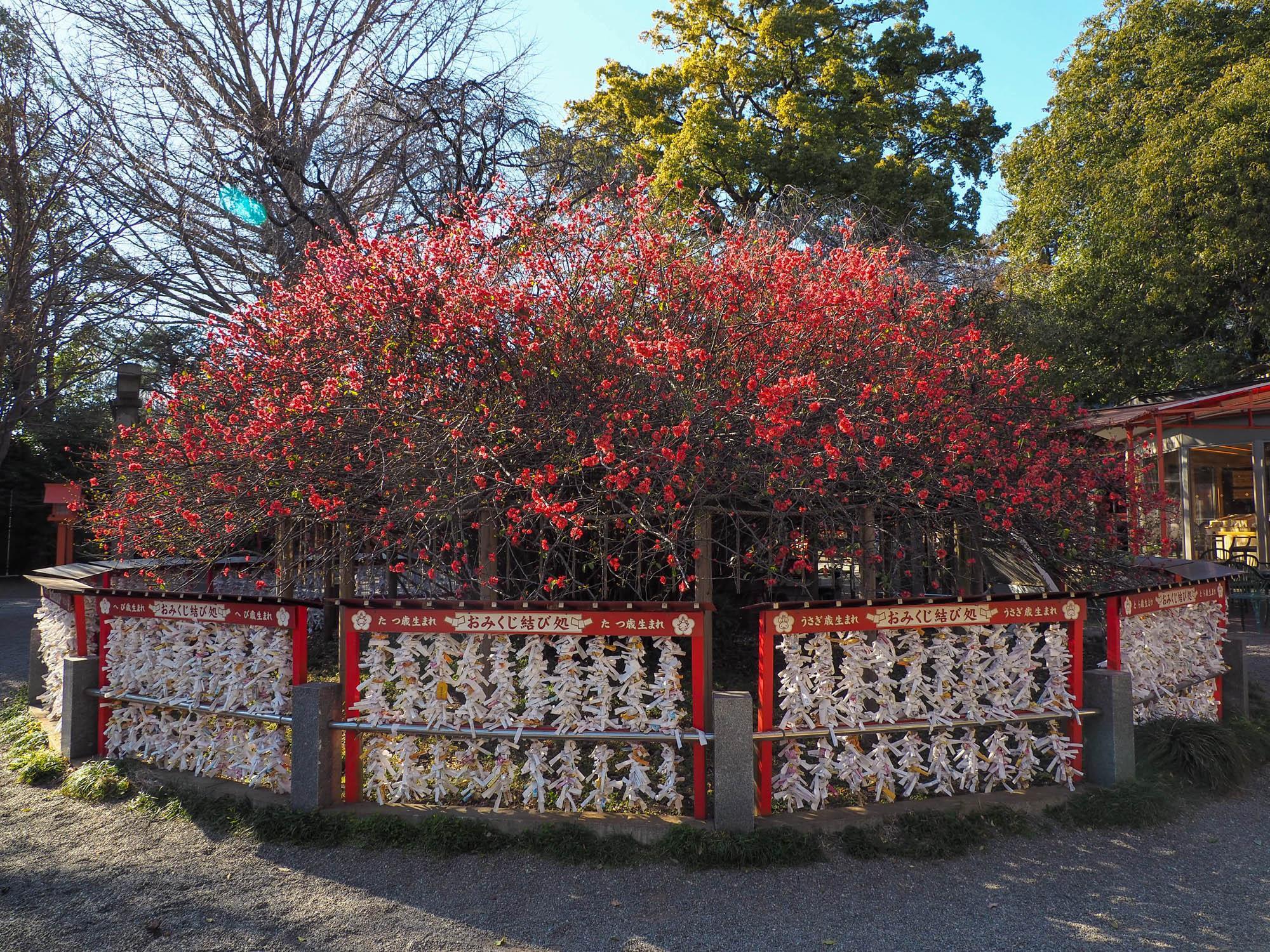 『冠稲荷の木瓜』。木瓜の花はほぼ見頃を迎えていたが、蕾もまだ残っている印象だった。撮影日：2024年3月24日。