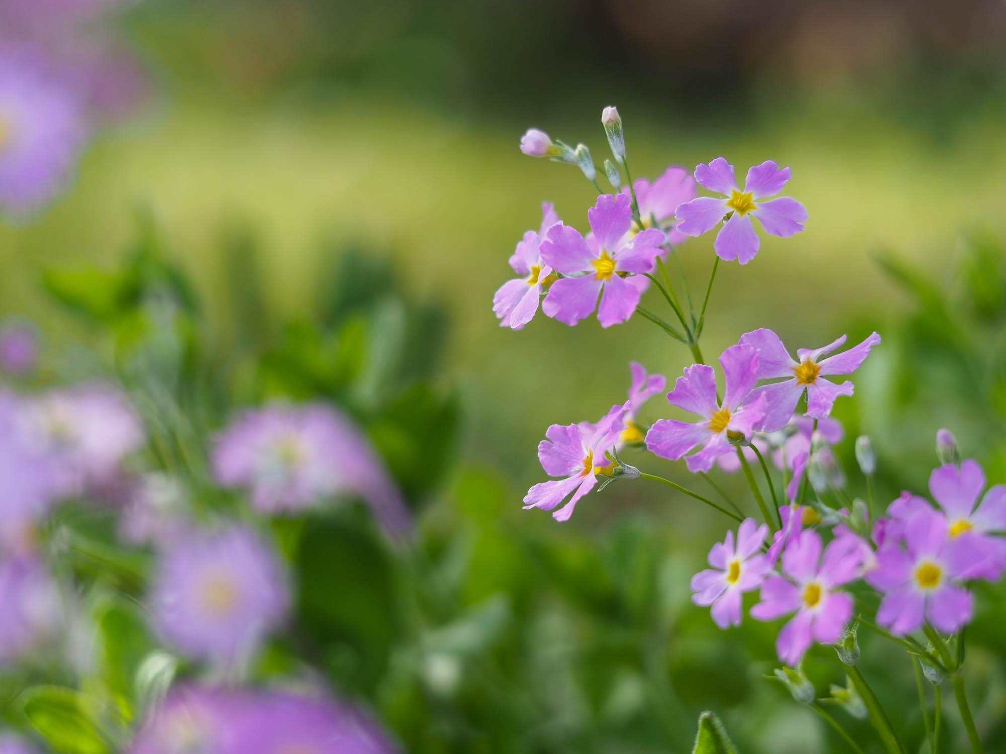 写真はサクラソウ。訪れたときは木瓜の花の見頃は過ぎていたが、境内には他にも多くの春の花が咲きとても美しい。撮影日：2024年4月13日。