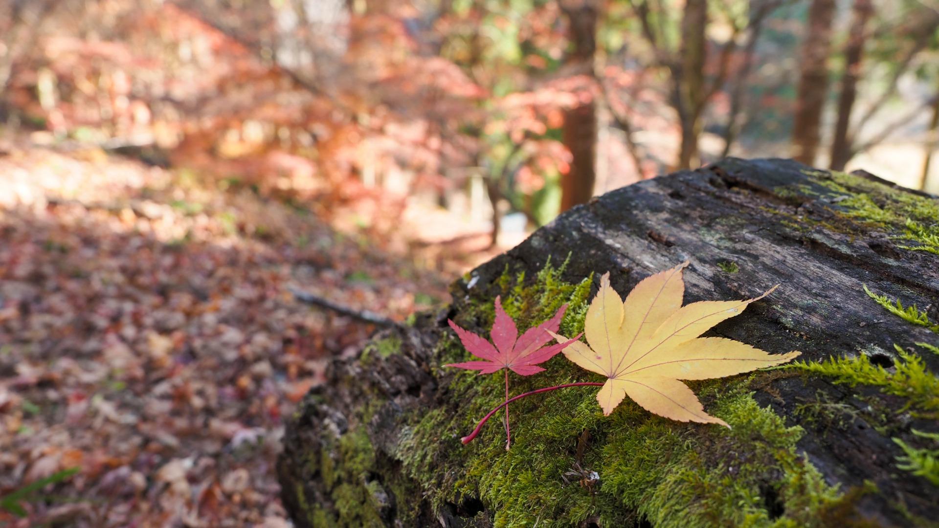 目にも眩しい新緑の中、身近な「#自然界隈」はいかが？（mellia