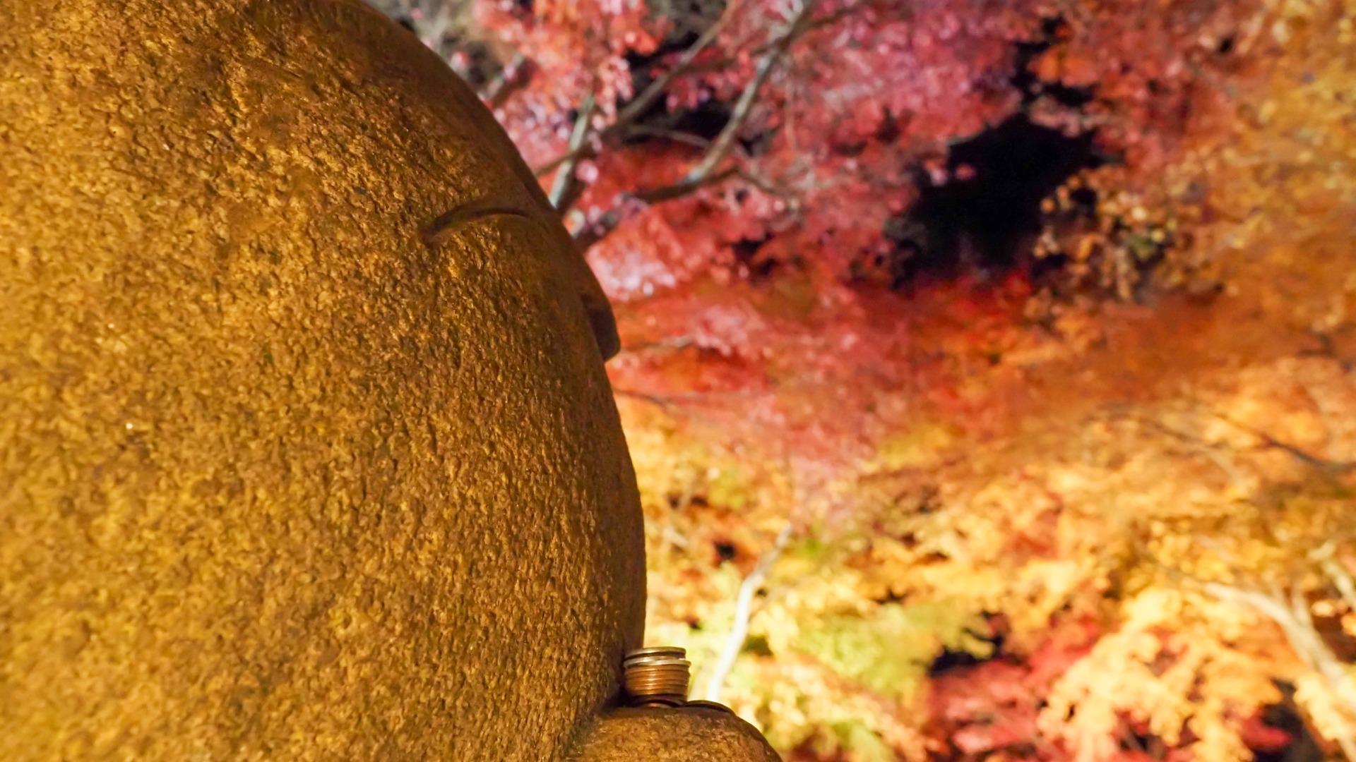 目にも眩しい新緑の中、身近な「#自然界隈」はいかが？（mellia