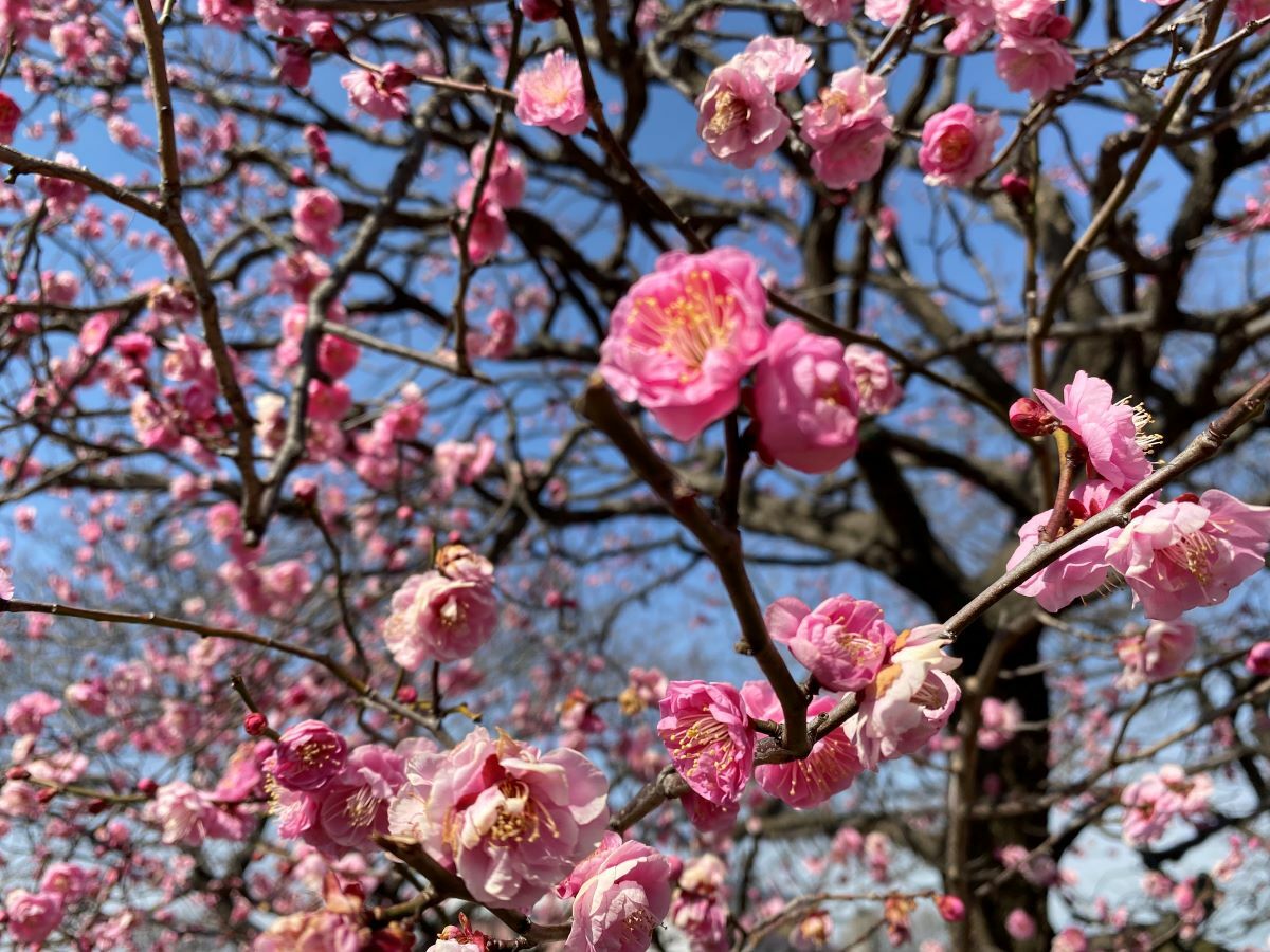 八重寒紅（2月12日現在）